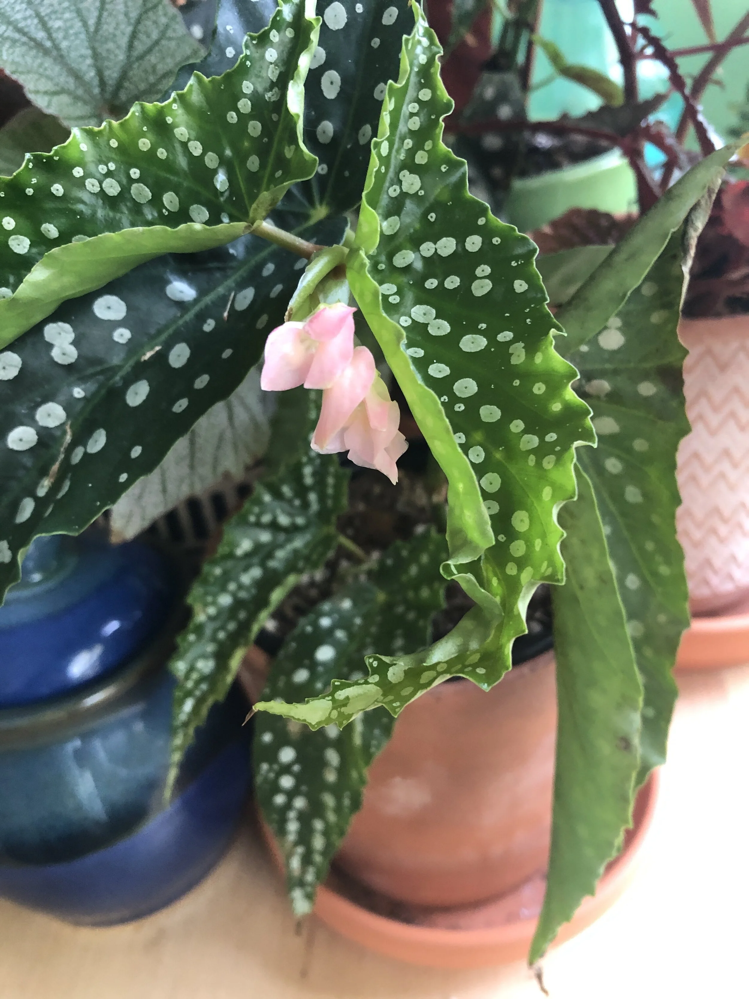 Midwestern Jungle Updates! 