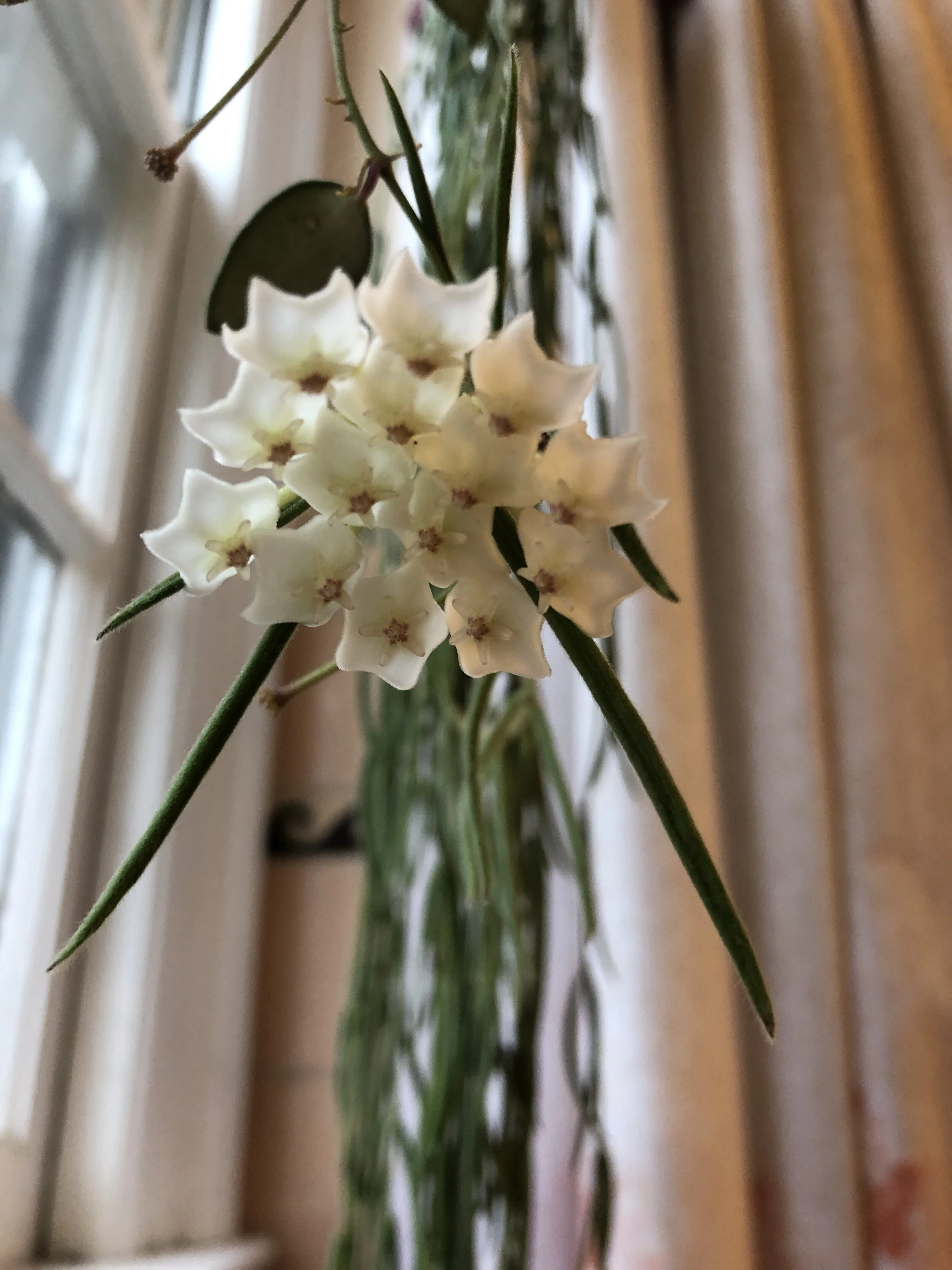 Hoya Linearis: A Plant Profile