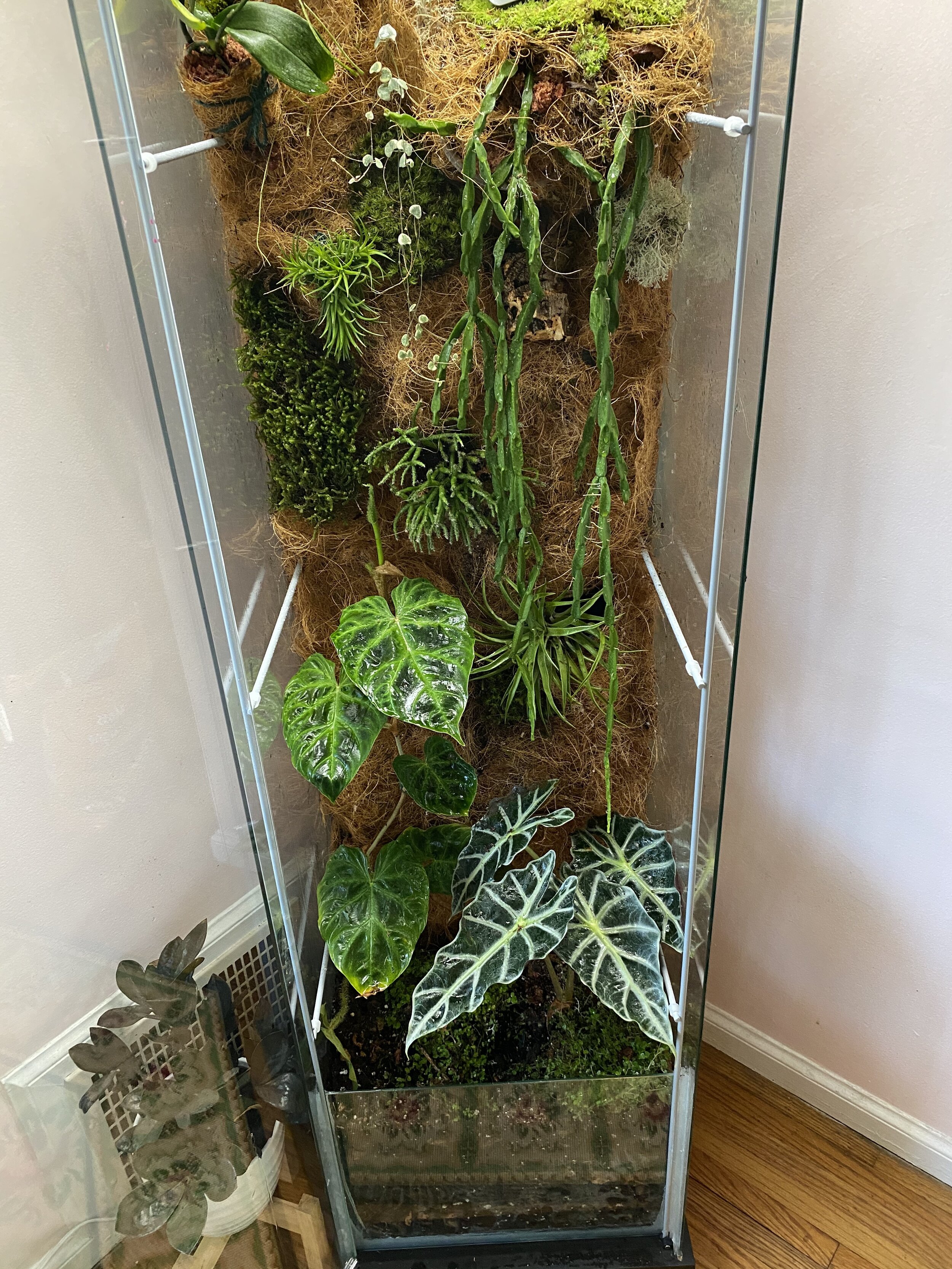 Terrarium Plants Set - 5 Air Plants 
