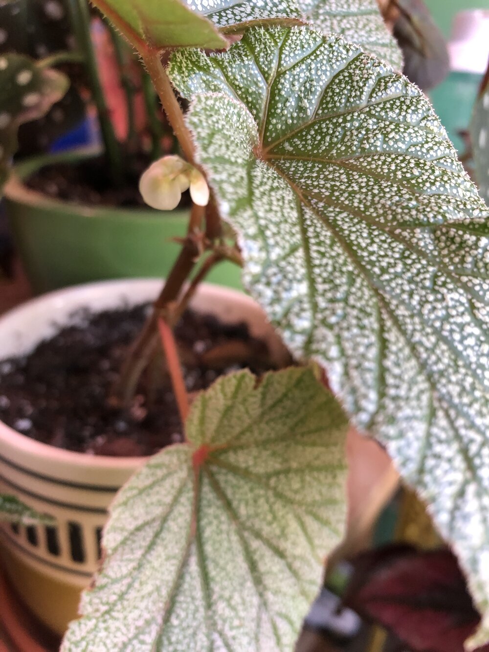 Plants I Loved and Lost in Winter 2020: Coming to Terms — The Midwestern  Jungle.