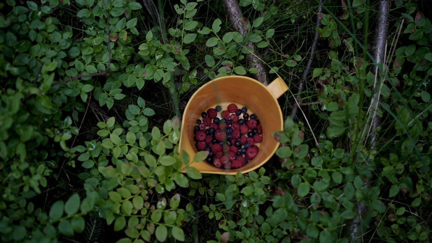 Summer in Sweden: Where the Wild Berries Grow — Whetstone Magazine