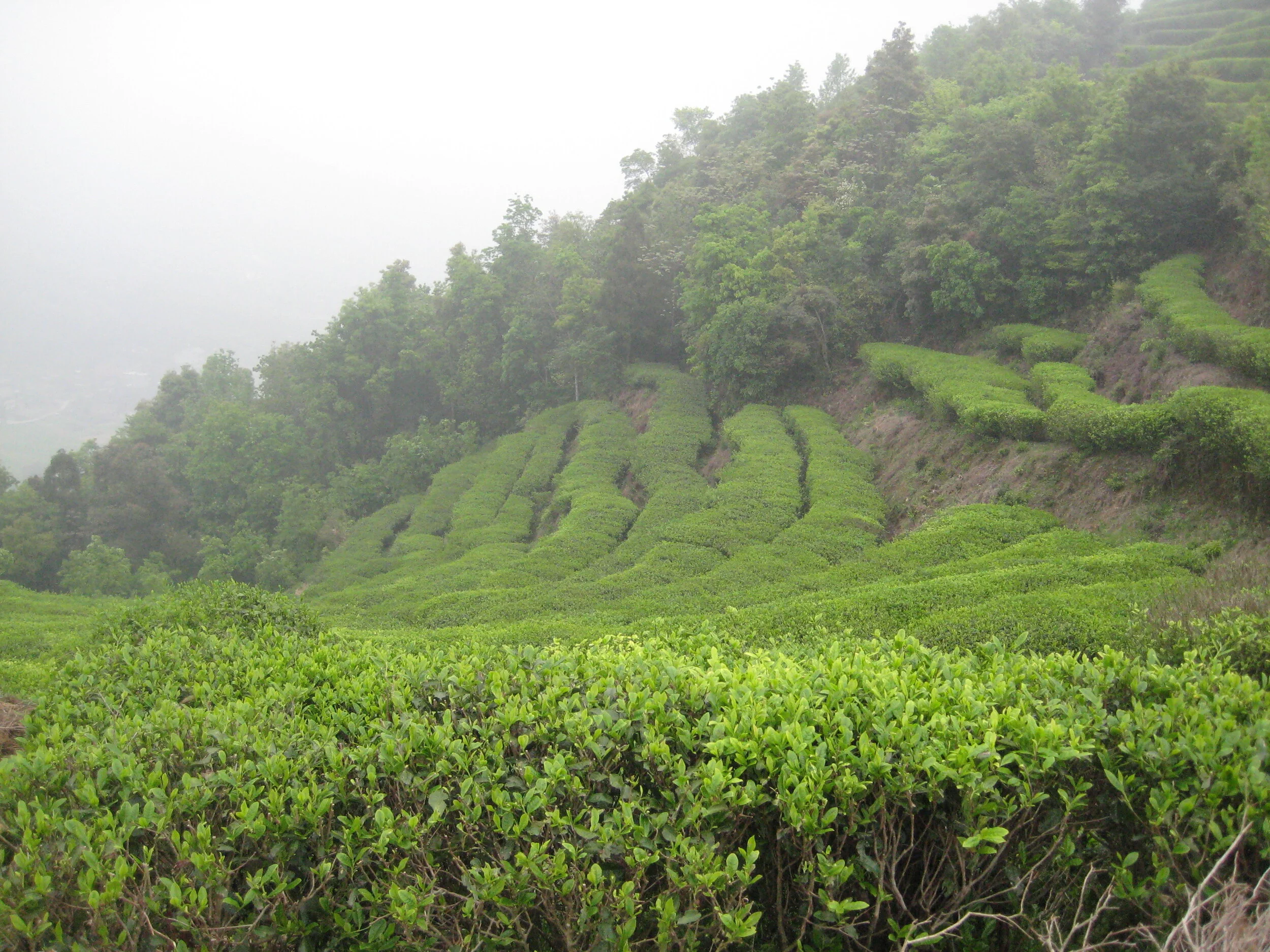 Fuding Tea Growing Region in Fujian, China, one of the country’s 18 provinces that grow tea. Photo by Charlene Wang de Chen, Tranquil Tuesdays.