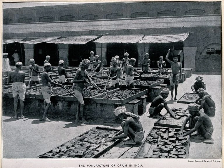 Opium production in Calcutta, India 1902. Workers mixing and balling opium for export which was an essential component of the British controlled tea trade. Photo courtesy Library of Congress via Wikimedia Commons.