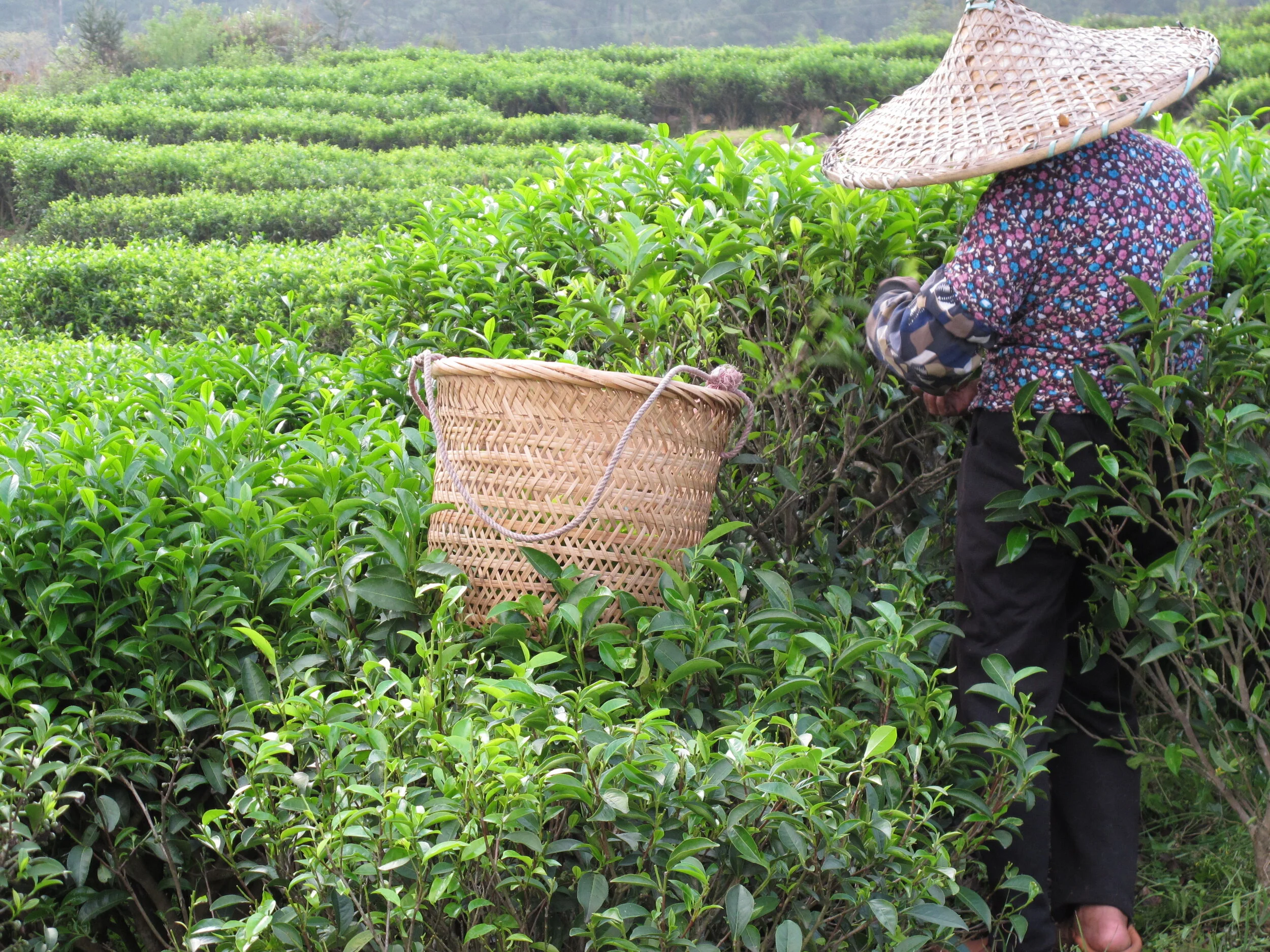 Tea picking in Phoenix Mountain, Guangdong one of China’s famed tea terroirs. Photo by Charlene Wang de Chen, Tranquil Tuesdays.