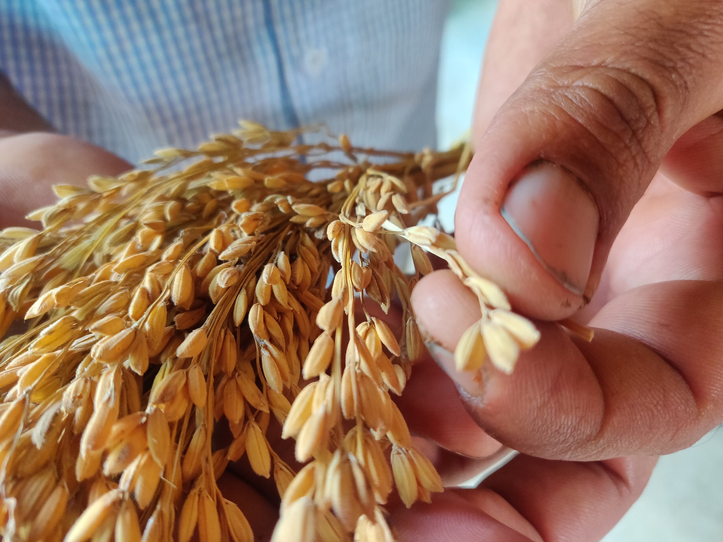 A Seed Saviour for More Than 1,000 Types of Rice