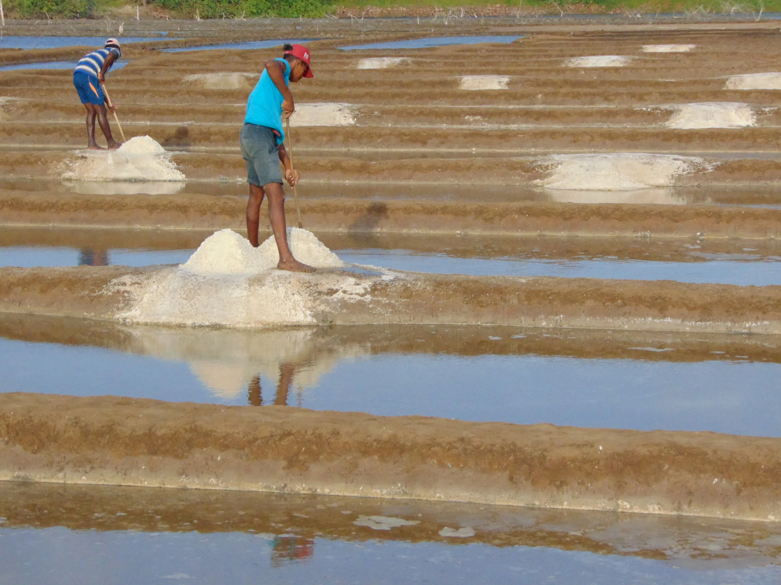 How Is Sea Salt Harvested | How 60,000 Metric Tons of Salt Are ...