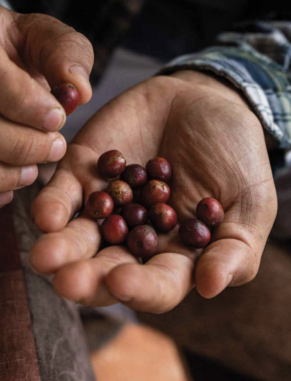 Screen Shot 2021-07-31 at 12.33.43 PM.png