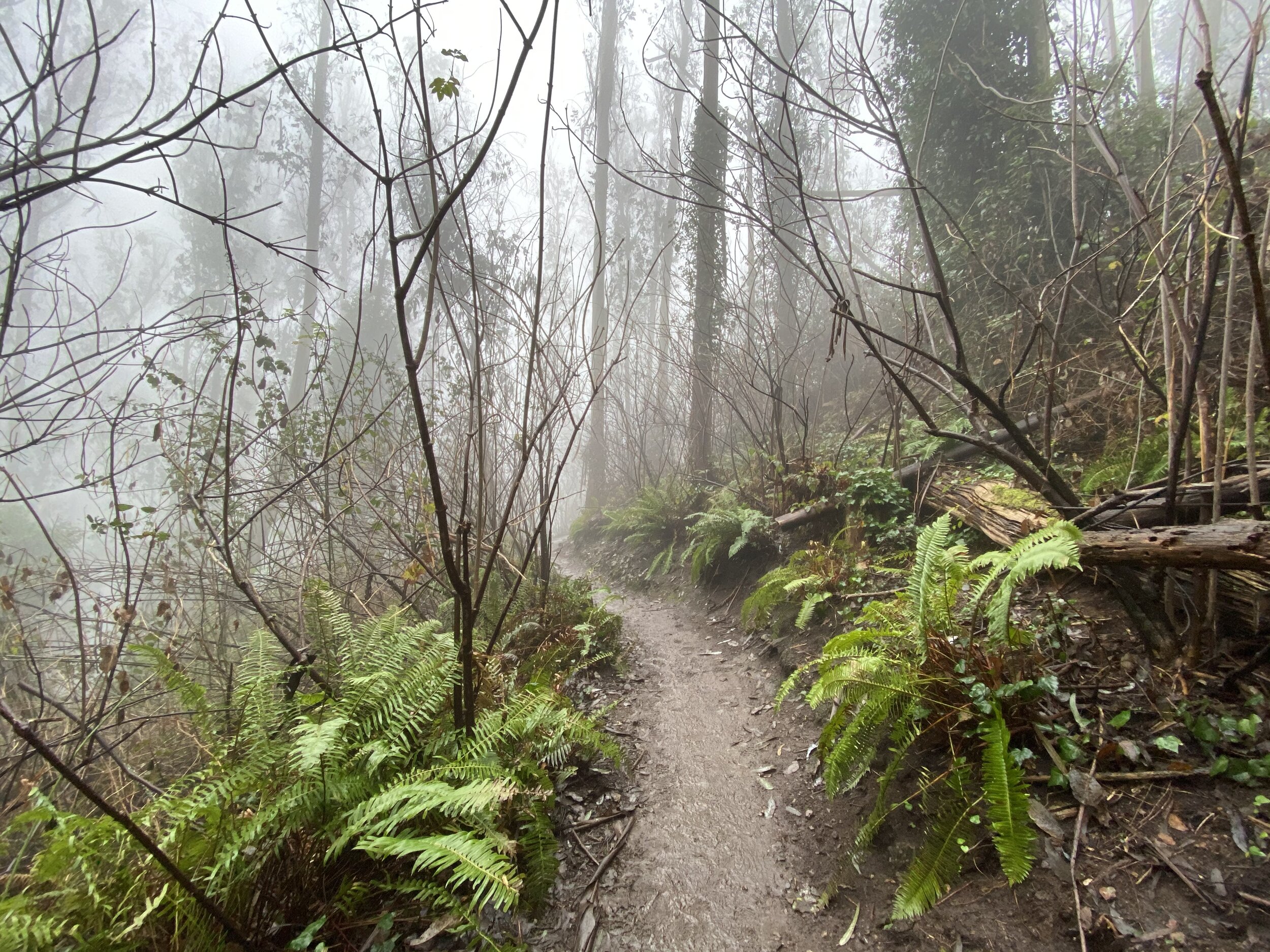 forest path.JPG