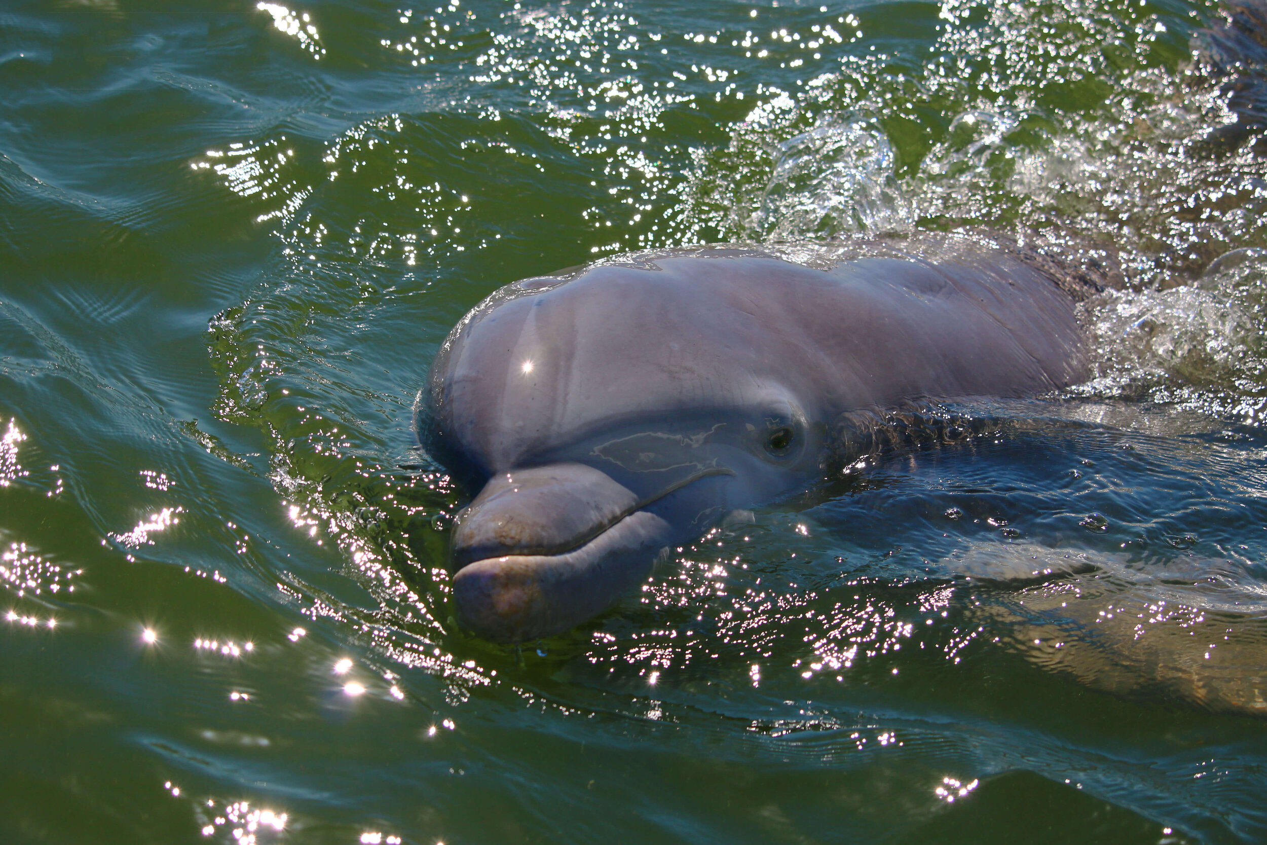 dolphin tours hilton head sea pines