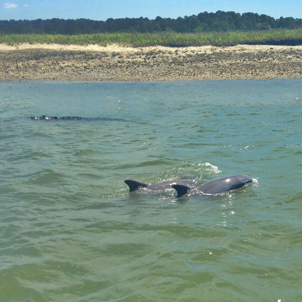 dolphin tours hilton head sea pines