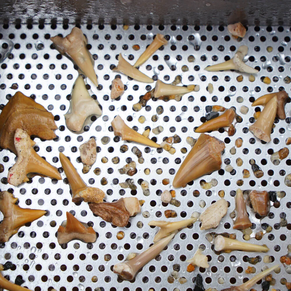 Shark Tooth Experience in Hilton Head