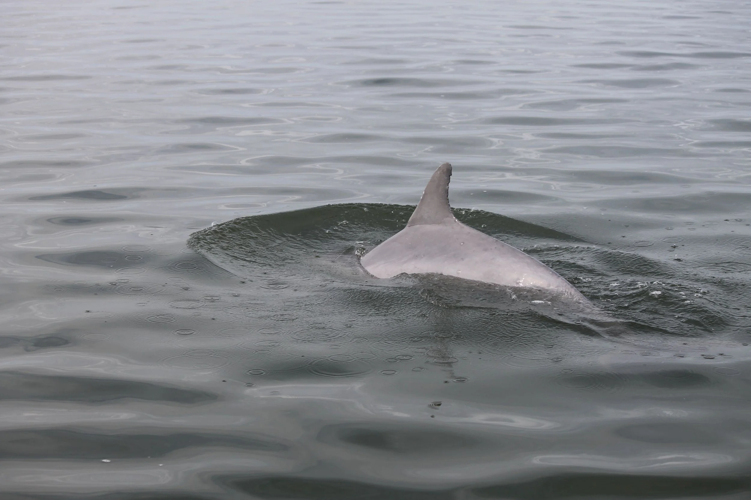Mermaid Encounter Boat Tour on Hilton Head Island