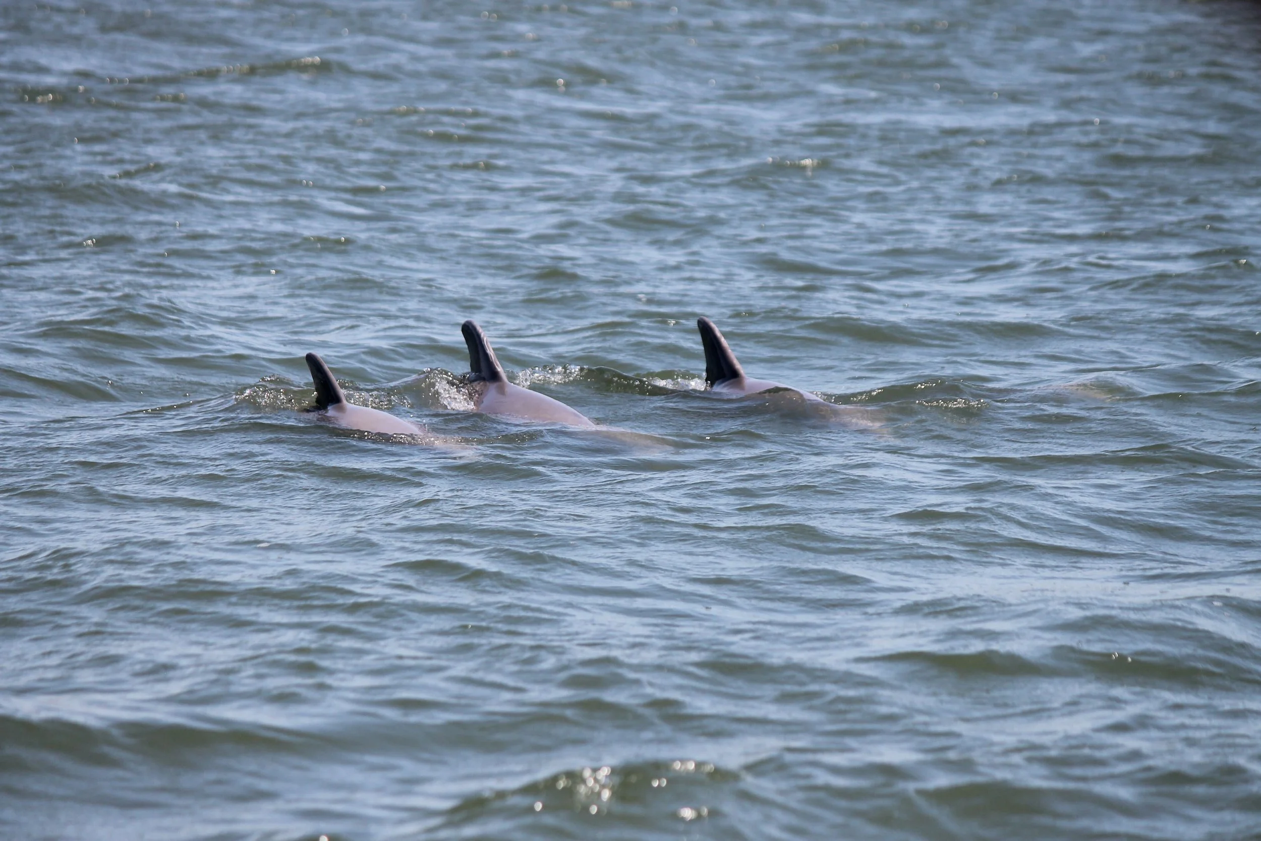 Mermaid Encounter Boat Tour on Hilton Head Island
