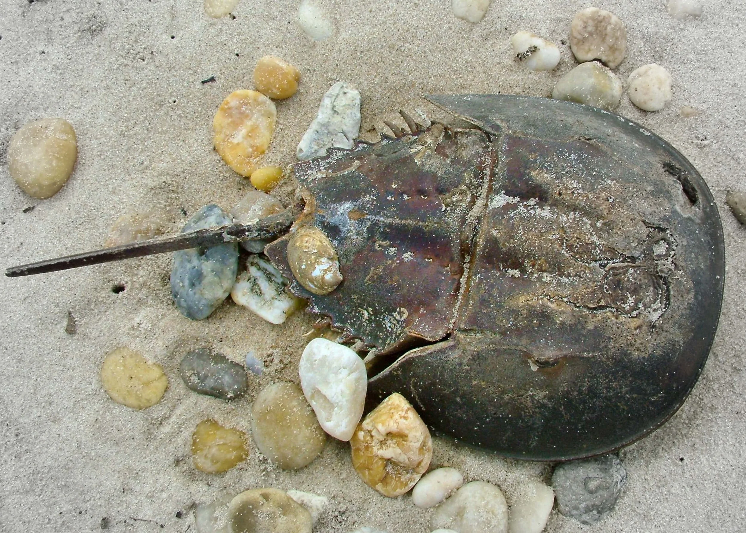 Horseshoe Crab Educational Resources by Mermaid of Hilton Head