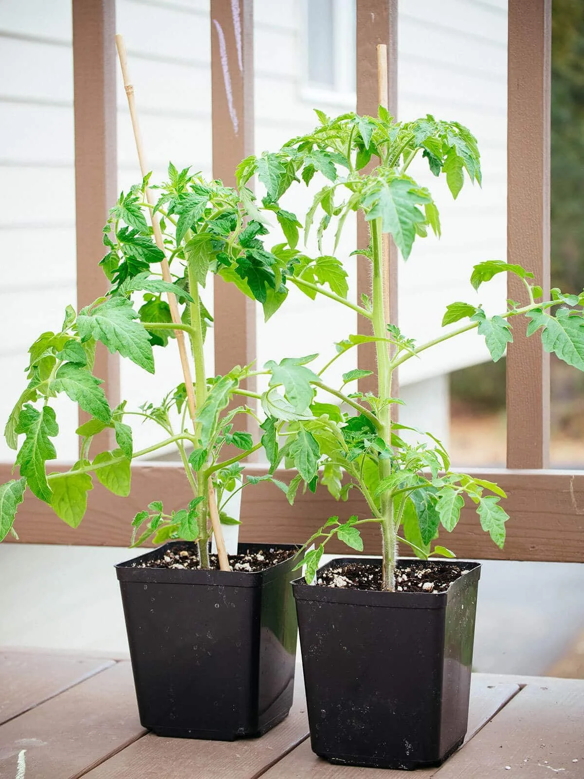 transplant-tomatoes-13.jpg