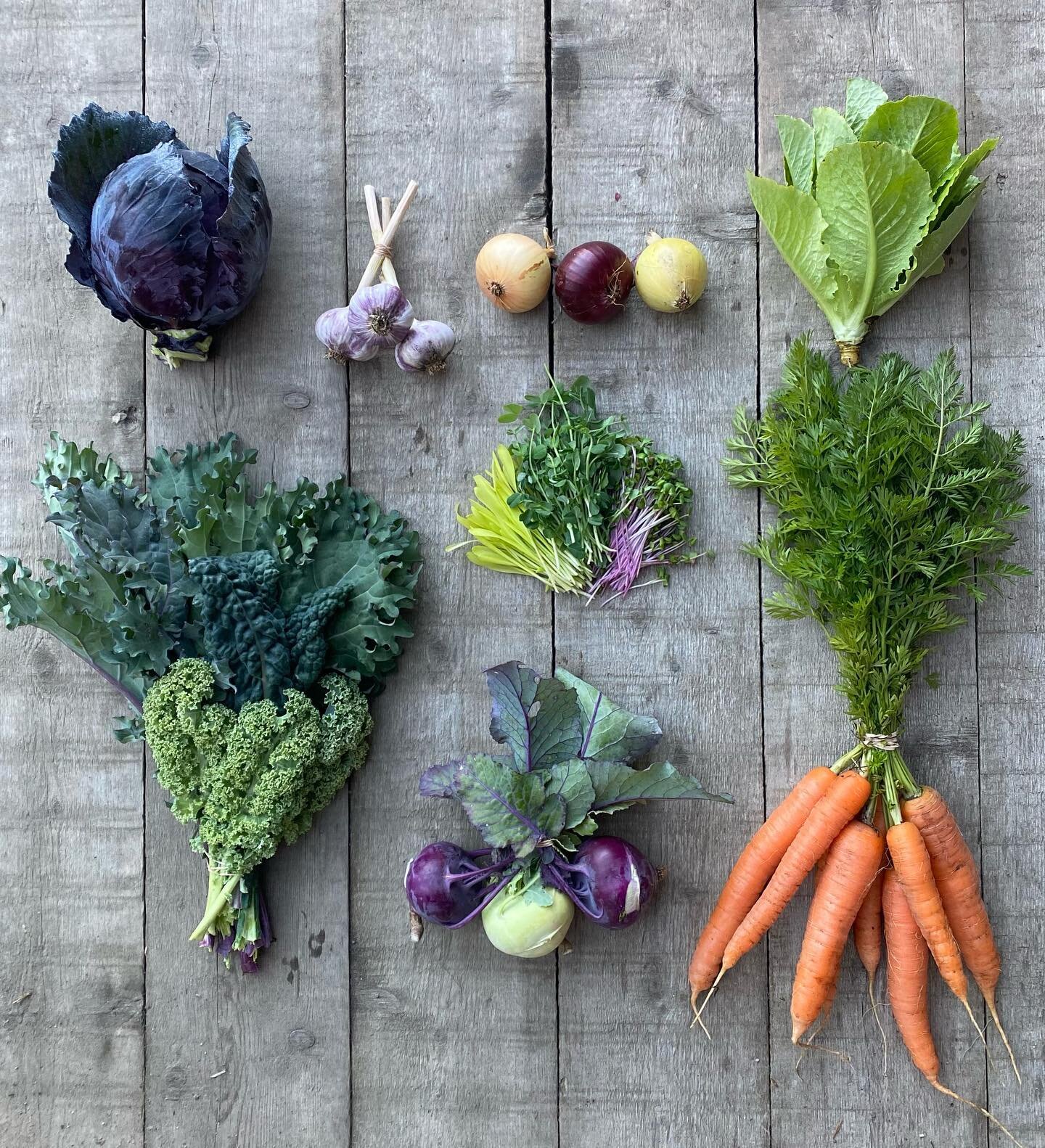 Week 15 of 15! Last delivery of the season for our CSA subscriptions. Red cabbage, kale, garlic, onions, microgreens mix, kohlrabies, romaine and carrots. Enjoy and thank you to everyone of you!
#sunrootfarm #csasubscription #fall #smallscalefarm #lo