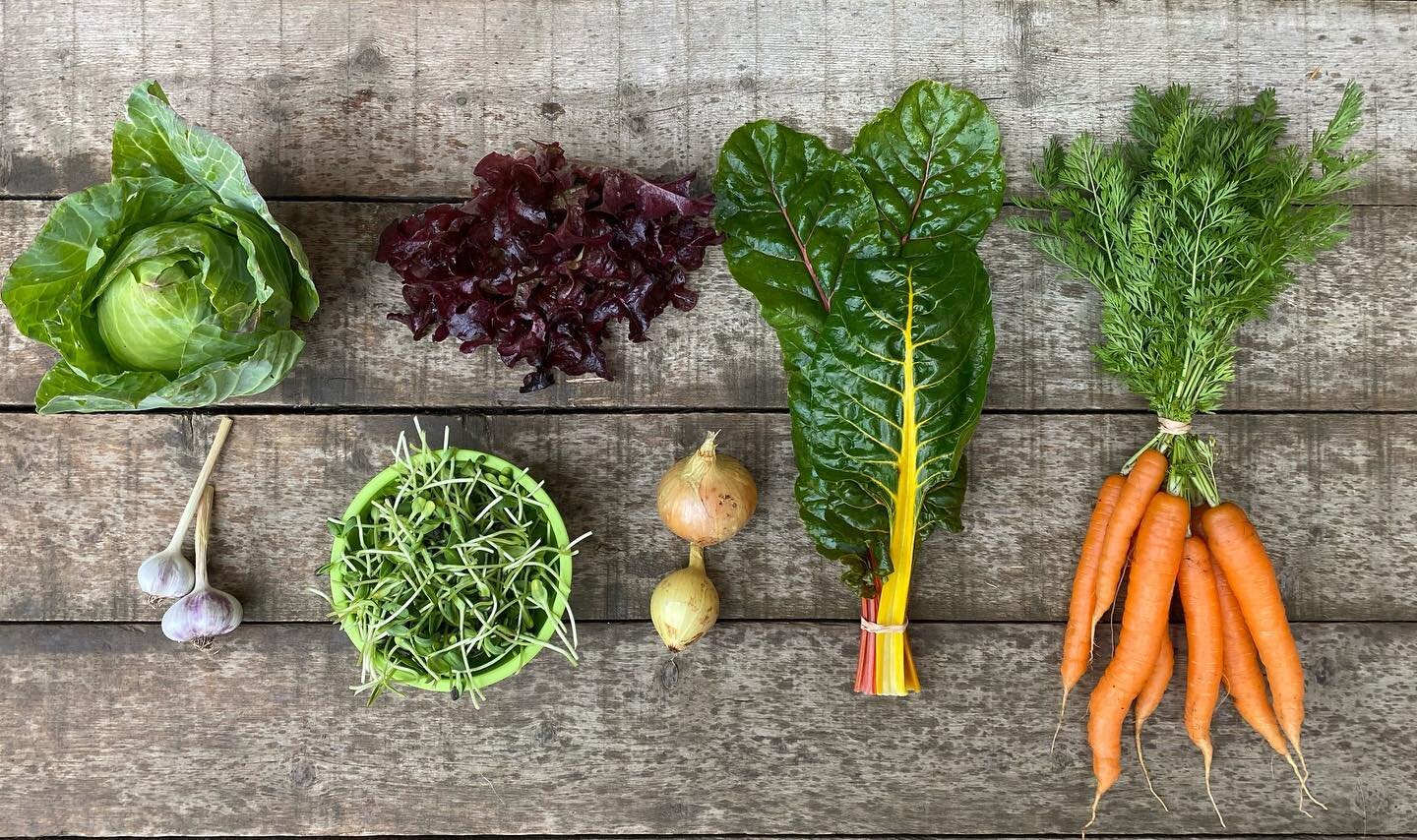 Week 14 of 15, green cabbage, garlic, lettuce, sunflower microgreens, onions, Swiss chard and carrots. Enjoy! #sunrootfarm #smallscalefarm #yukonfarm #localfood #hardyvegetables #garlic #chillyoutside🍂🍁