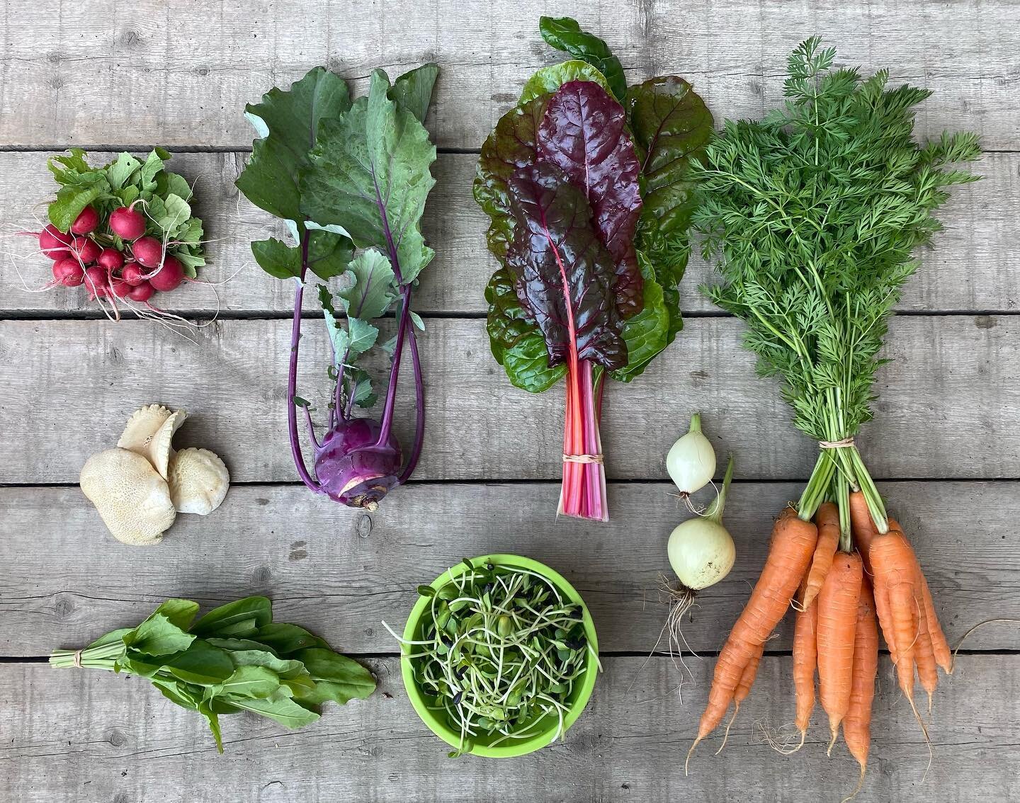 Week 11 of 15! Radishes, wild mushrooms, sorrel, kohlrabi, sunflower microgreens, swiss chard, onions and carrots. Enjoy! #sunrootfarm #smallscaleagriculture #lastbitofsummer☀️ #fresh #yukonfood #yukonfarm #csabox #localfood