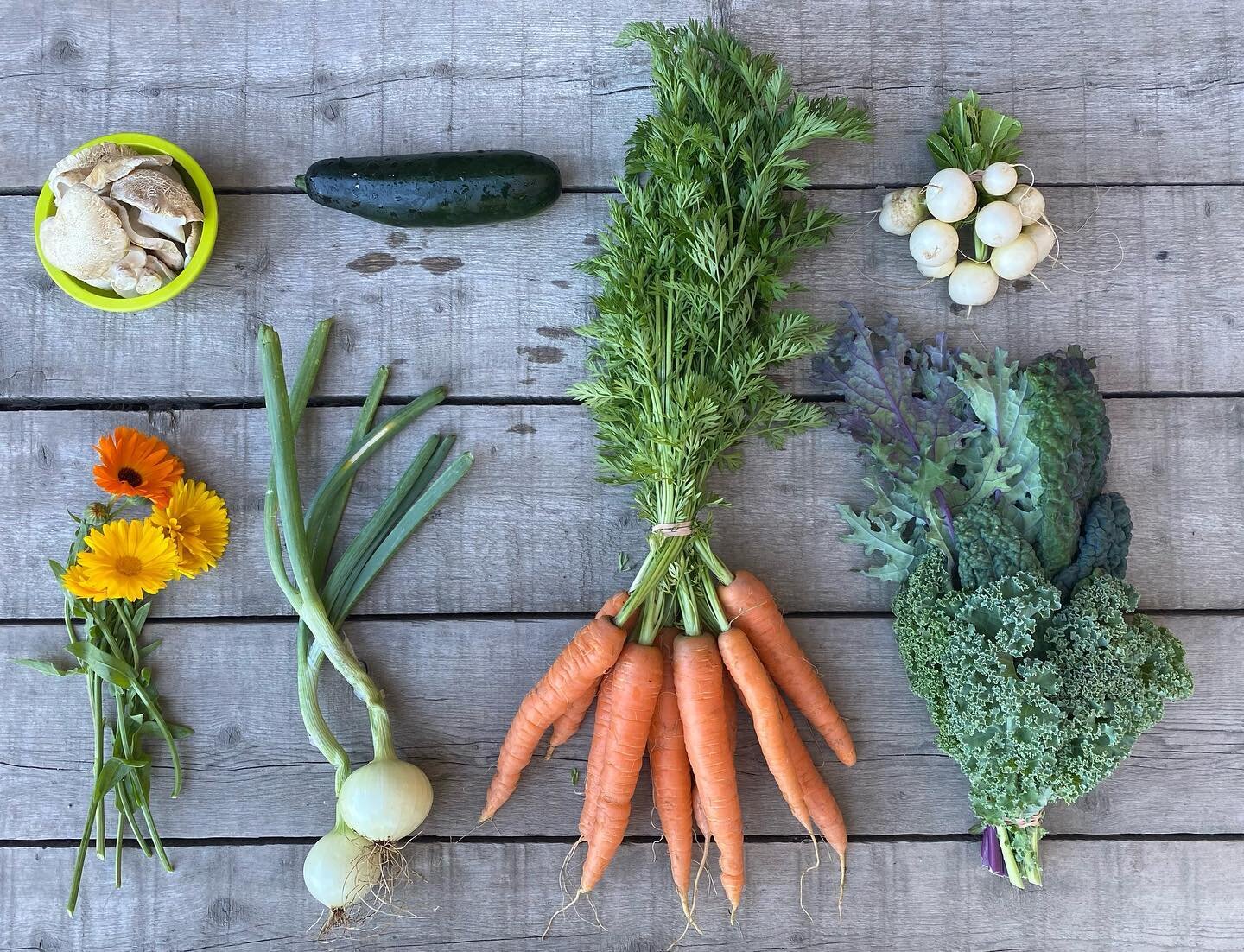 Week 10 of 15! Wild mushrooms, edible flowers, zucchini, onions, carrots, hakurei turnips and kale. Enjoy! #sunrootfarm #yukonfarm #smallscalefarming #foraging #wildmushrooms #sweettoothmushroom #calendula #edibleflowers