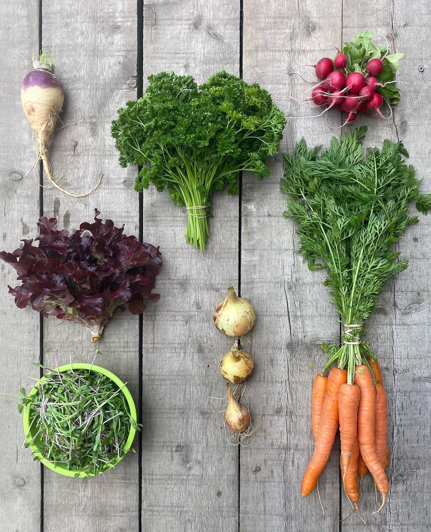 Week 12 of 15! Rutabaga, lettuce, microgreens mix, parsley, onions, radishes and carrots. Enjoy!
#sunrootfarm #rootsveggie #stilllotsofgreens #smallscalefarming #csabox #fallishere🍁🍂🍃