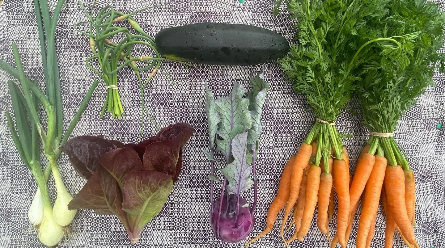 CSA 2025 week 7 - Onions, zucchini, garlic scapes, lettuce, kohlrabi and double carrots 🥕 🥕 
#smallscalefarming #localfood #csasubscription #yukongrown #garlicscapes #sunrootfarm