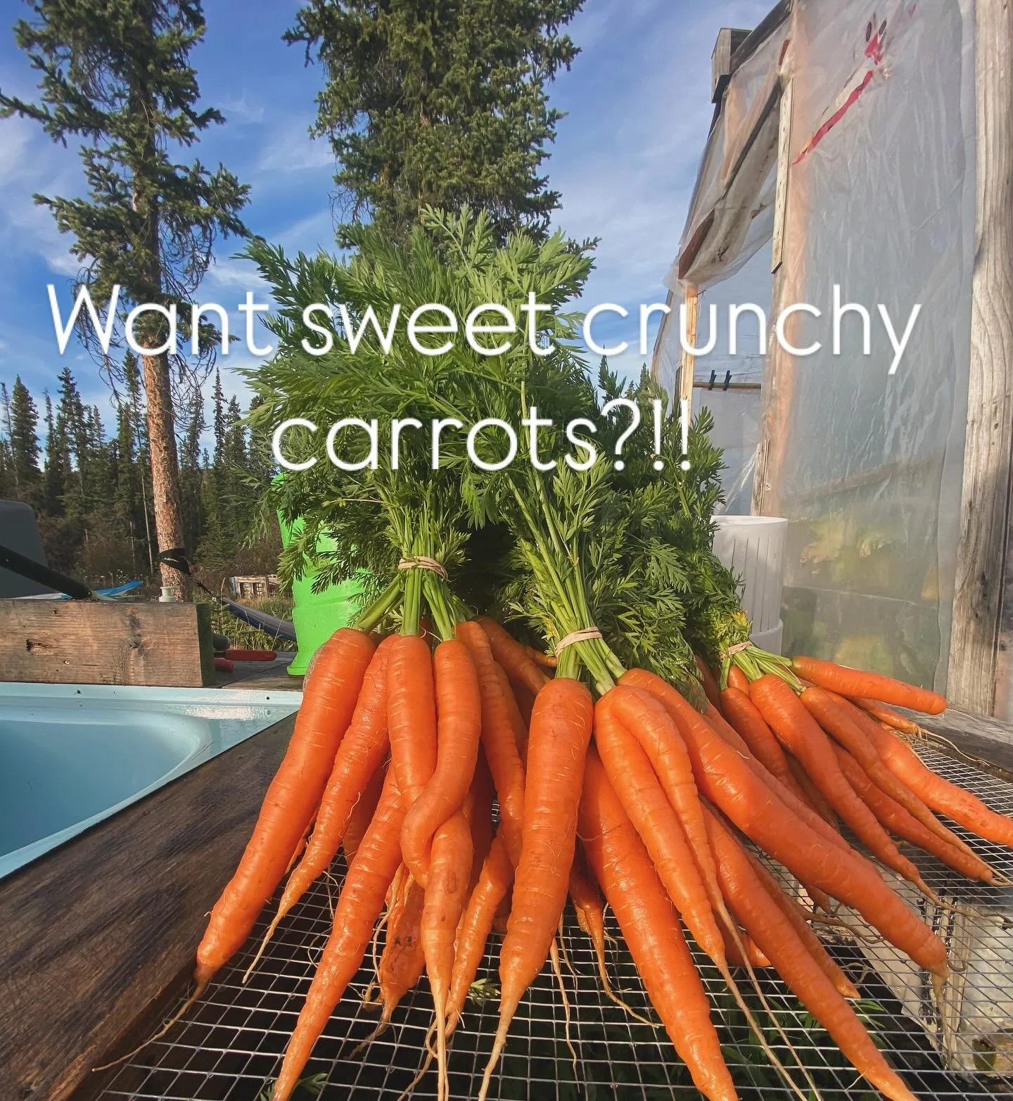 Contact us by dm for sweet crunchy carrots! We deliver to your doorstep in Whitehorse area on Mondays.

$4,50 a bunch, 2 for $8,00.

#smallscalefarming #carrotscarrotscarrots #🥕🥕🥕 #localgrown #yukongrown #sweetandcrunchy #sunrootfarm