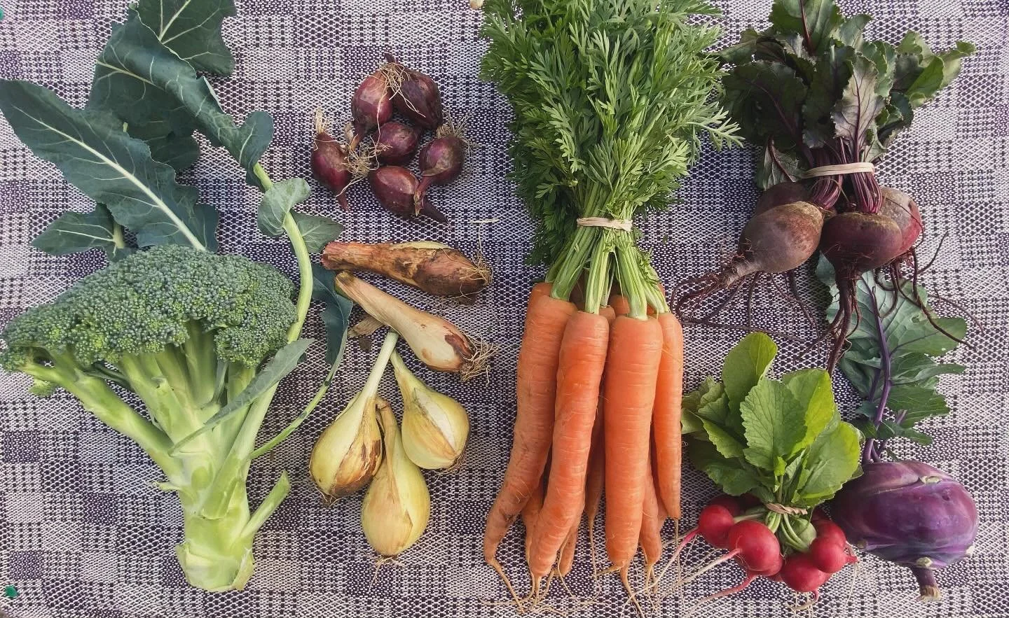CSA 2025 week 11 - Broccoli, red onions, shallots, yellow onions, carrots, beets, radishes and kohlrabi. Enjoy!

#smallscalefarming #localfood #csasubscription #yukonfarm #yukongrown #sunrootfarm