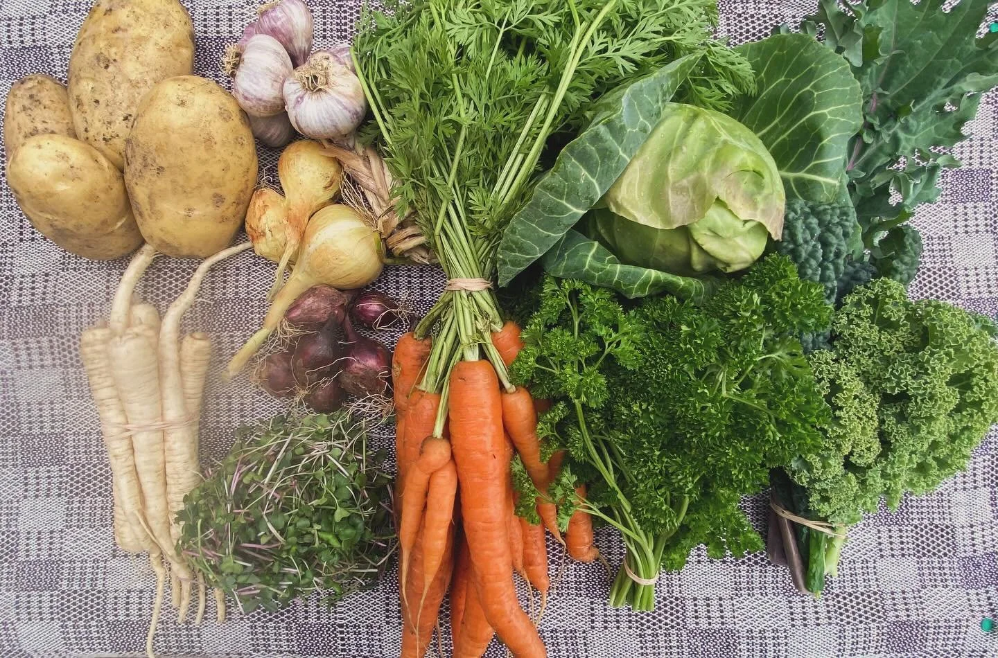 CSA 2025 week 12 - potatoes, parsnips, garlic, onions, microgreens mix, carrots, cabbage, parsley and kale! Enjoy!
This is the final delivery of this year subscriptions. Thank you to all members for trusting us with your subscription this past season