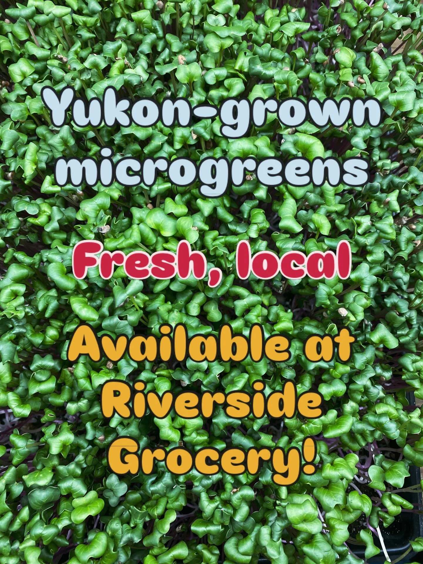 Yukon-grown microgreens

Fresh, local

Available at @riverside_grocery! 

#sunrootfarm #microgreens #yukongrown #localfood #yukonfarm