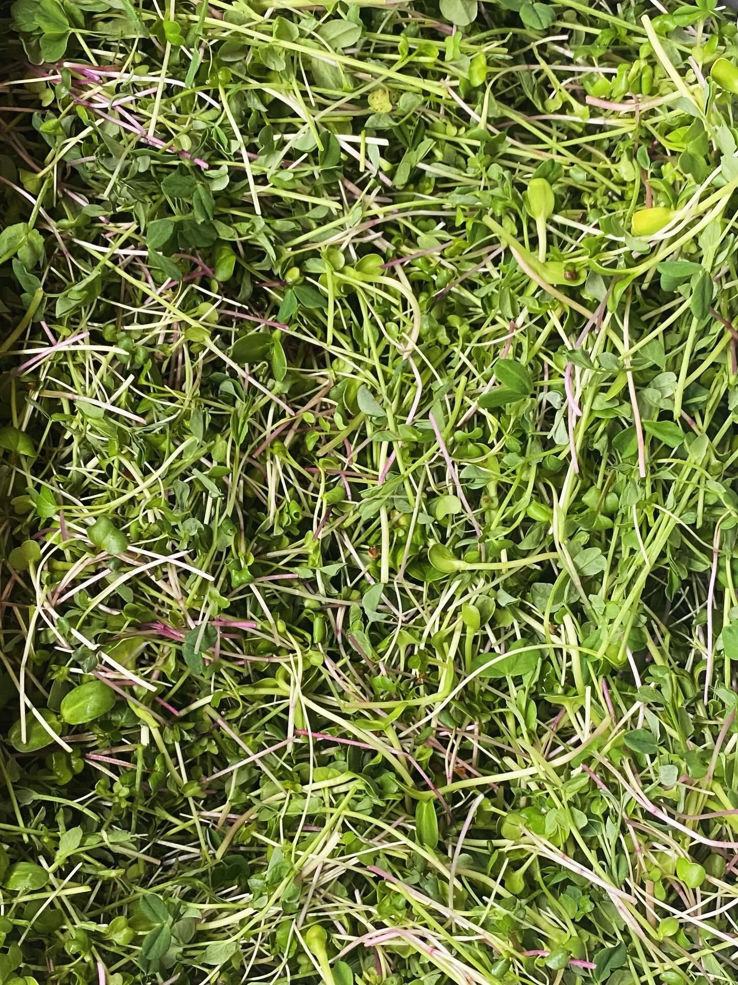 It is still very much winter in Yukon and we can&rsquo;t wait for spring!

Microgreens are our little taste of spring&mdash;bright, vibrant, and full of life when everything outside is still frozen. They remind us that long days, warm sun, and green 