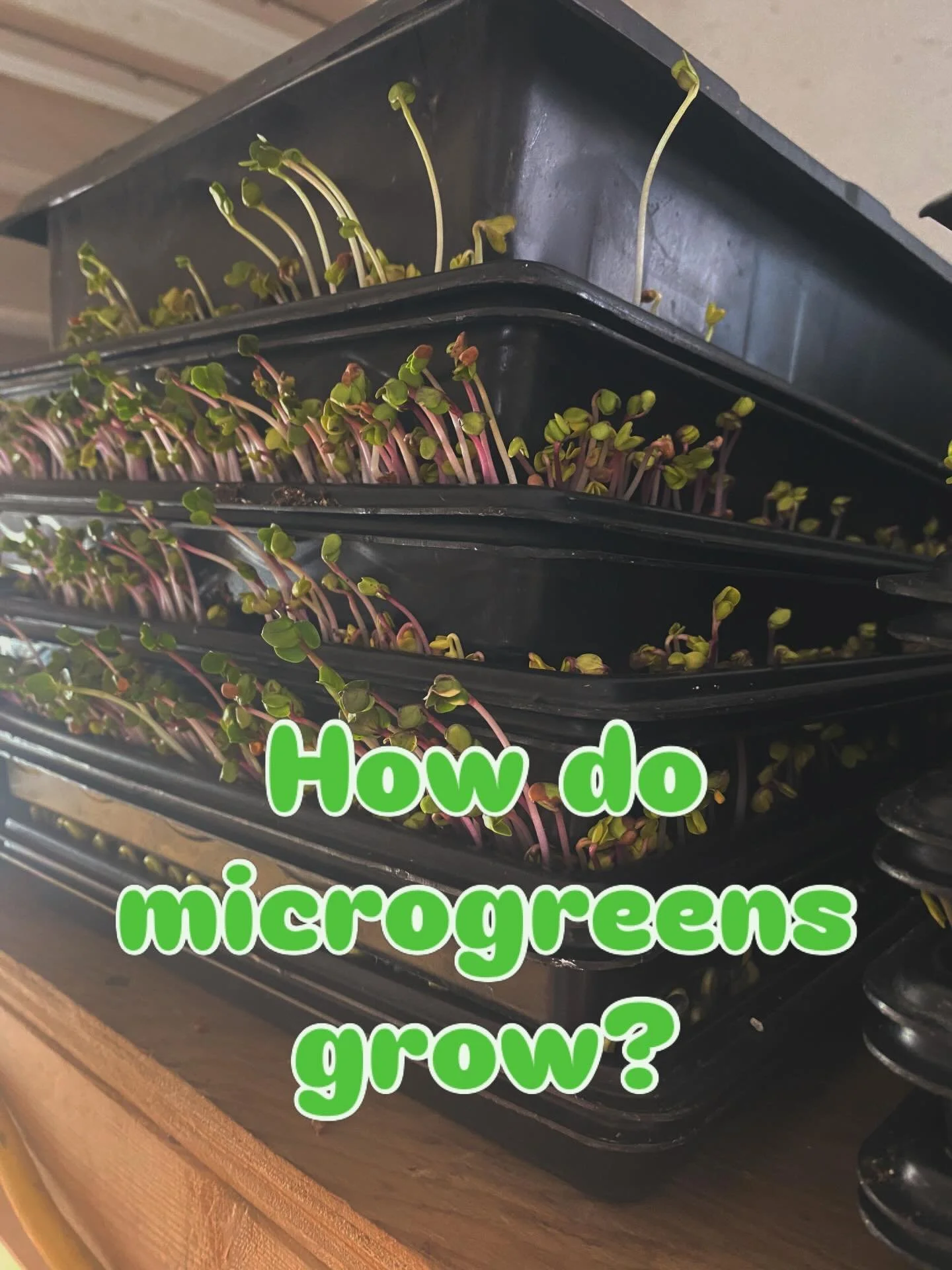 How do microgreens grow? 🌱

It all happens indoors in about a 2-week cycle. 

These tiny greens begin as seeds planted in shallow trays with soil. For the first few days, they&rsquo;re stacked (like in the photo!) to create the perfect environment f