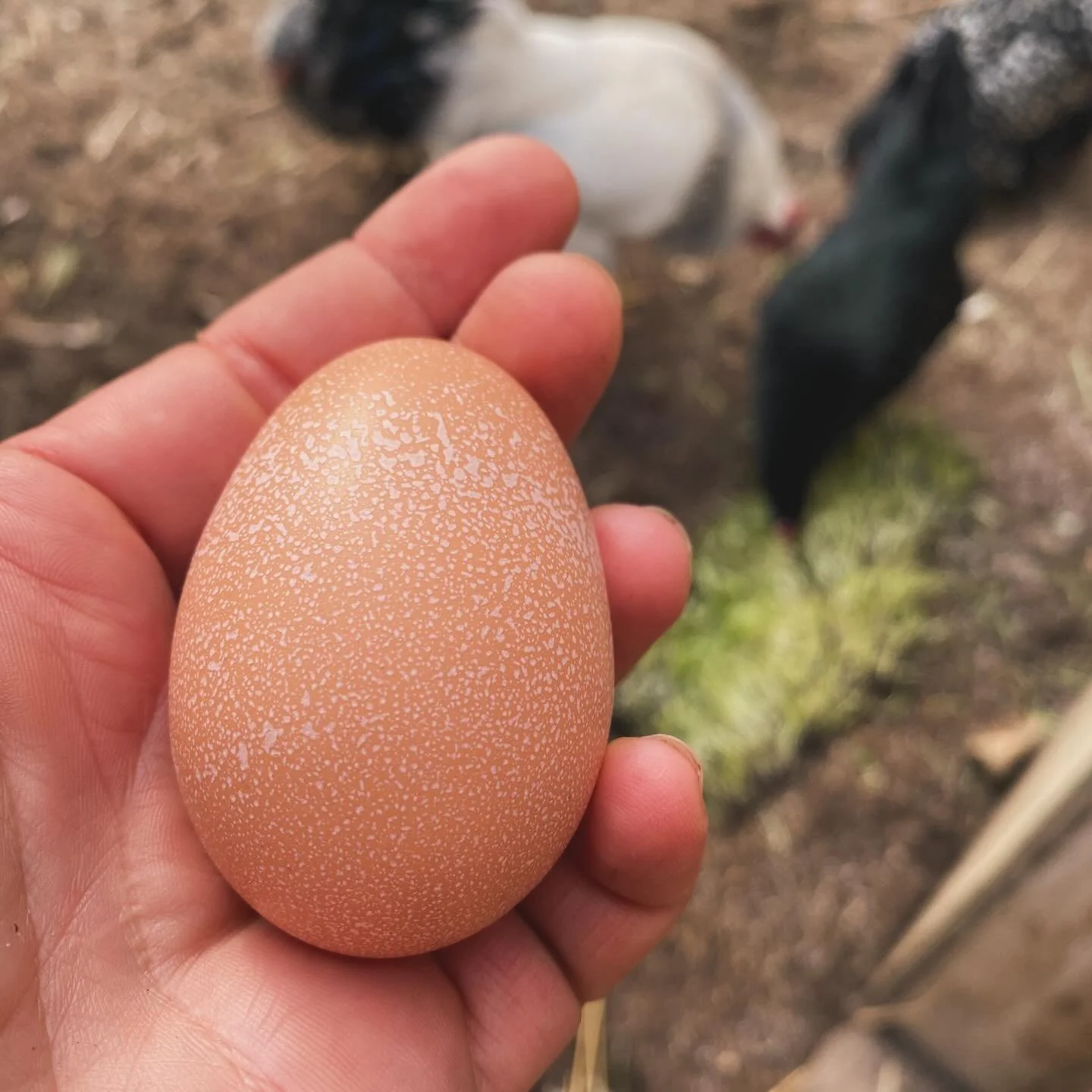 We love closing the loop on the farm 

🌱🐔

After harvesting our microgreens, the roots and base of the plants stay behind in the trays and nothing goes to waste. Instead, they head straight to our laying hens, who happily munch away on the fresh, n