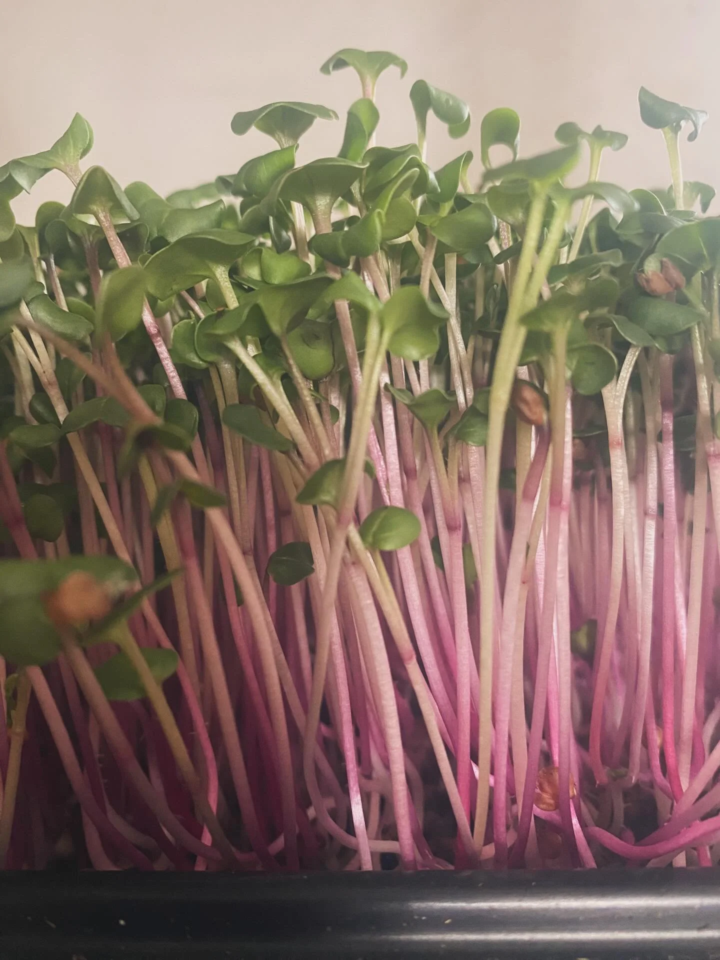 Radish microgreens

At Sunroot Farm, we love adding radish microgreens to our mix for that perfect pop of color and bold flavor. Their vibrant green leaves with deep pink-purple-ish stems don&rsquo;t just look beautiful&mdash;they pack a crisp, peppe