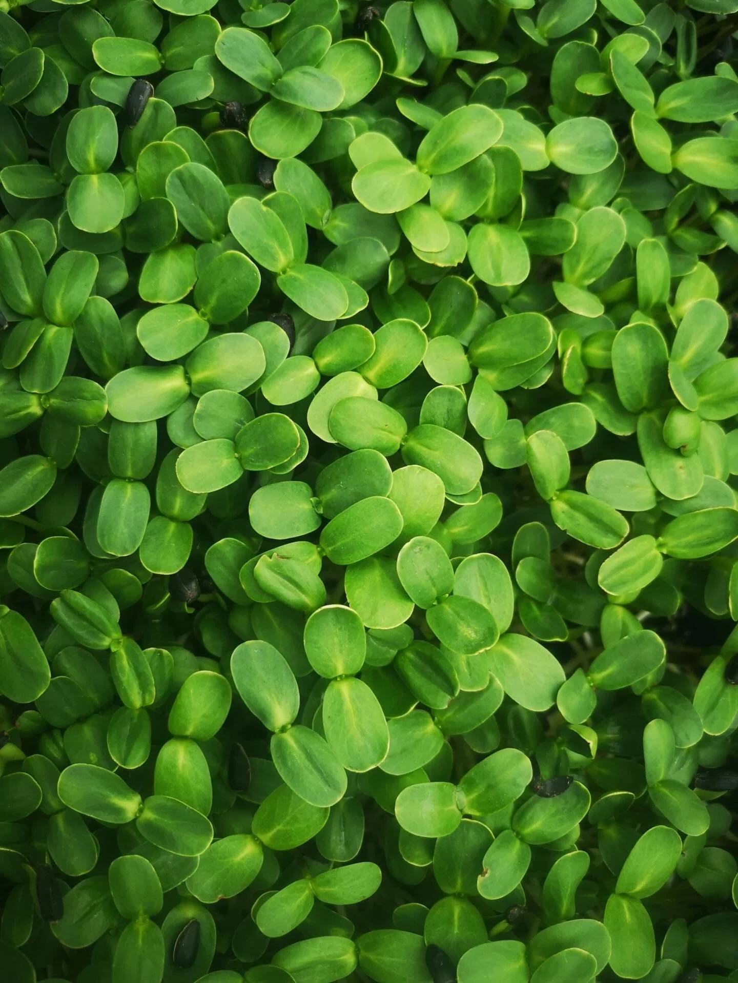 🌻 Sunflower microgreens

These were the very first microgreens we ever grew at Sunroot Farm&mdash;and we were hooked from the start.

Crisp, juicy, nutty, sunflower shoots have a flavour that reminded us of fresh carrots, straight from the soil.

Si