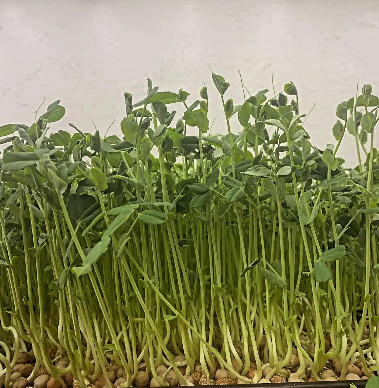 Pea microgreens don&rsquo;t get enough credit 🌱

They&rsquo;re one of the easiest microgreens to grow, but also one of the most rewarding. Thick, juicy stems, sweet flavor, and that fresh crunch that actually feels like you&rsquo;re eating real gree