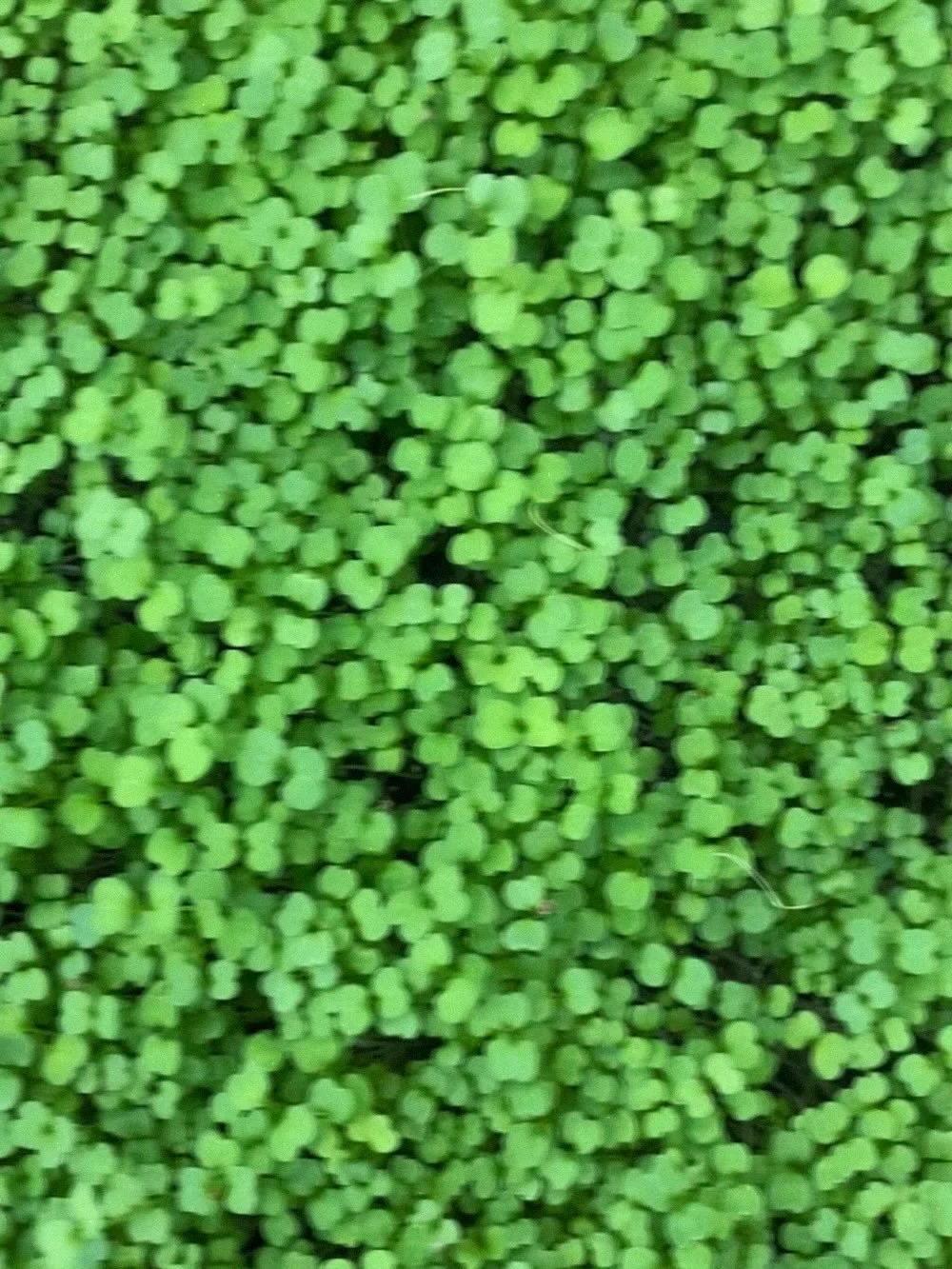 Looking for a little kick? 

Arugula microgreens deliver a fresh, peppery flavor that adds depth and character to any dish. Delicate in size but bold in taste, they&rsquo;re a favorite for chefs and food lovers who want something a little extra on th