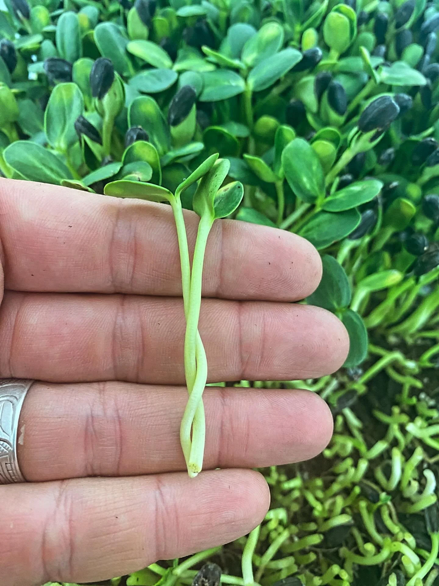 I saw them right away while harvesting 🌱
Not straight&mdash;just finding their way as they grow in a beautiful harmony.
Feels like its own kind of perfect.

#microgreens #strongertogether #localfood #yukongrown #sunrootfarm