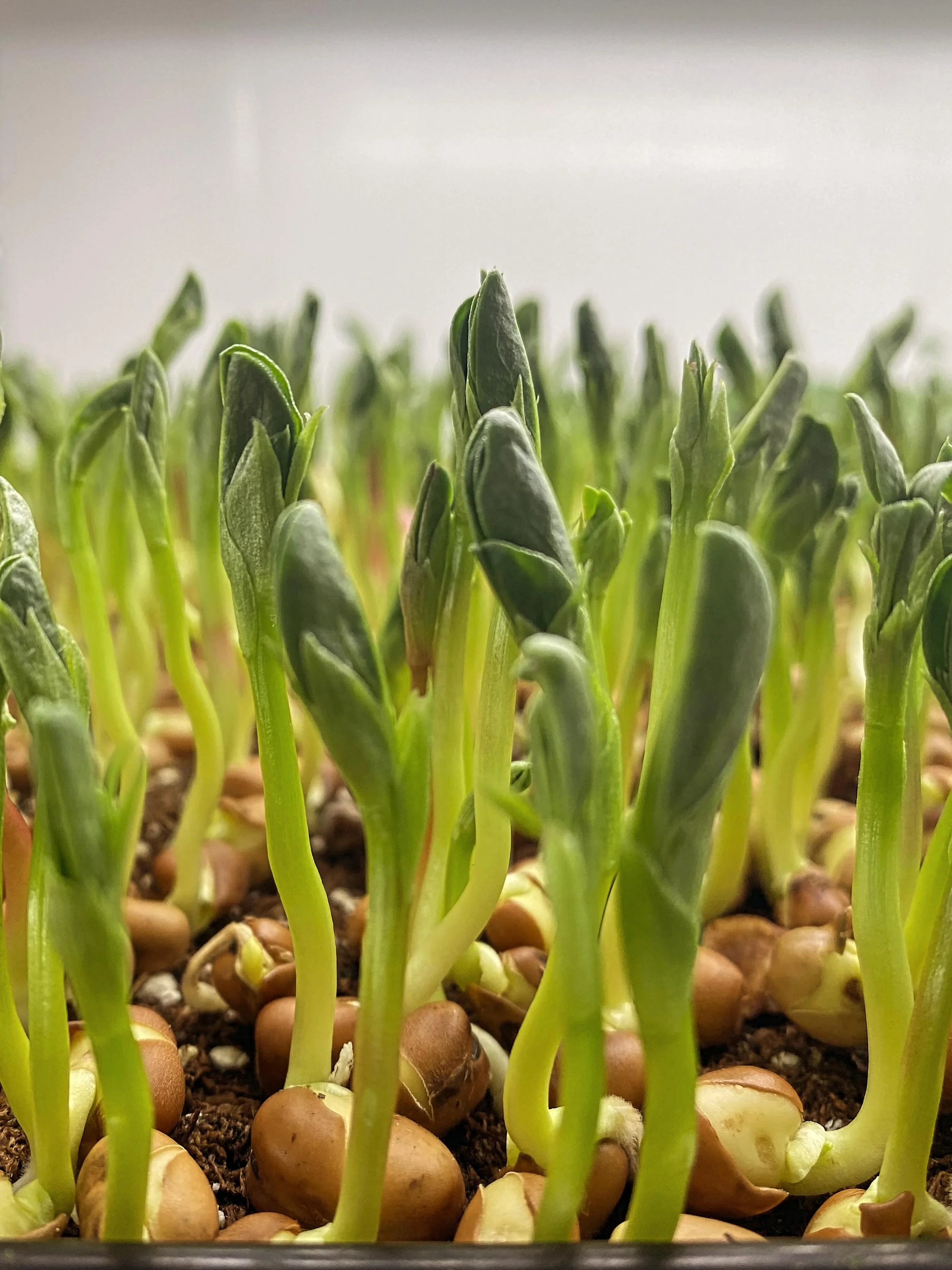 Trying new varieties!

This is fava beans and it is new at Sunroot Farm! So far, we are impressed with how they grow and how they look!

Next test&hellip;. Taste! 

#microgreens #sunrootfarm #favabean #yukongrown #localfood