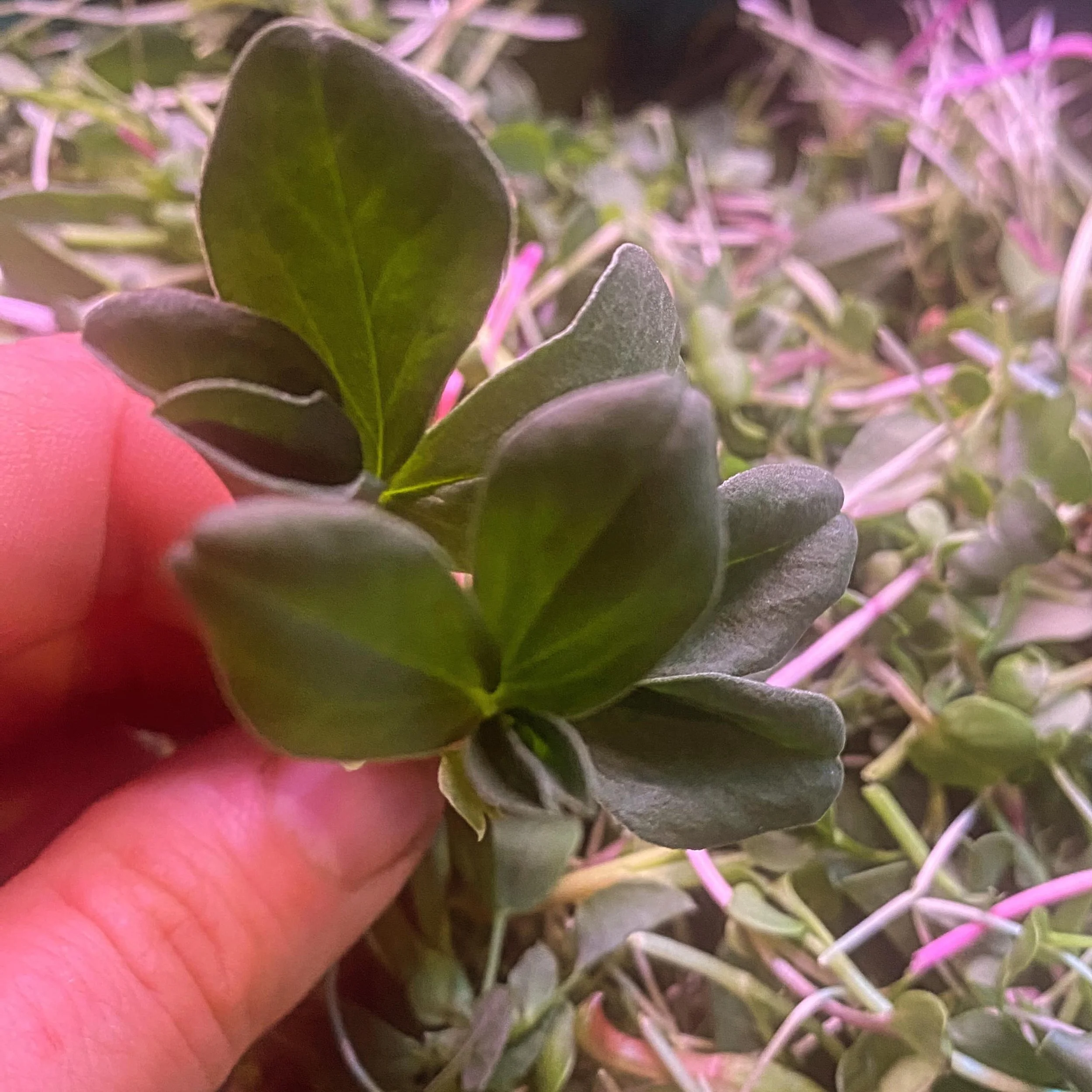 A little admiration for this beauty 🌱

Our test with fava beans is a success all way through! They might make an appearance in a summer mix!? We will munch on them for sure this week!

Looking for some greens!? Our regular microgreens mix is availab