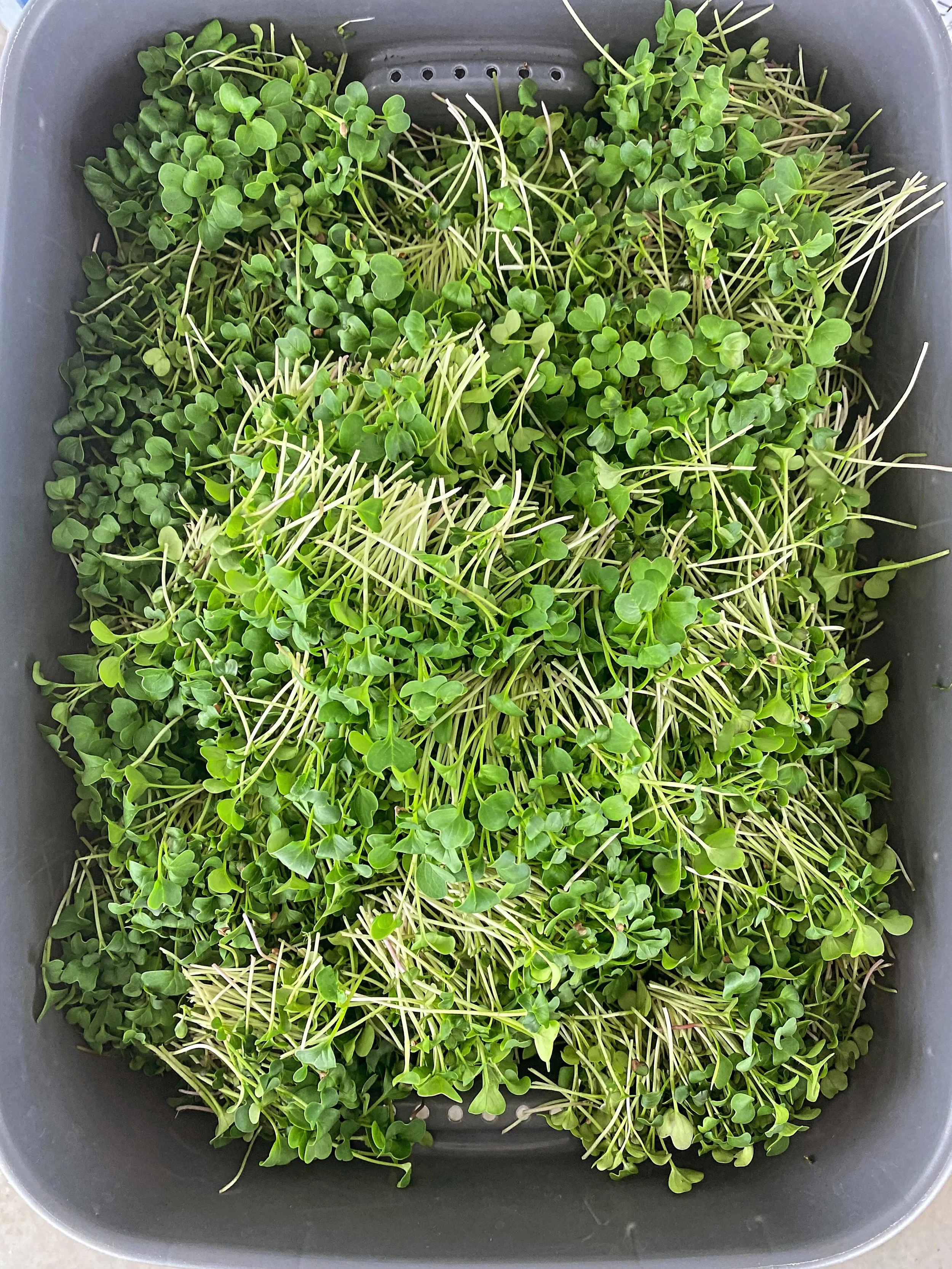 Monday, harvestday!

Fresh trays, vibrant greens, and another week of nourishment straight from the farm. There&rsquo;s something special about watching tiny seeds turn into nutrient-packed microgreens in just days. 🌿

Today&rsquo;s harvest can elev