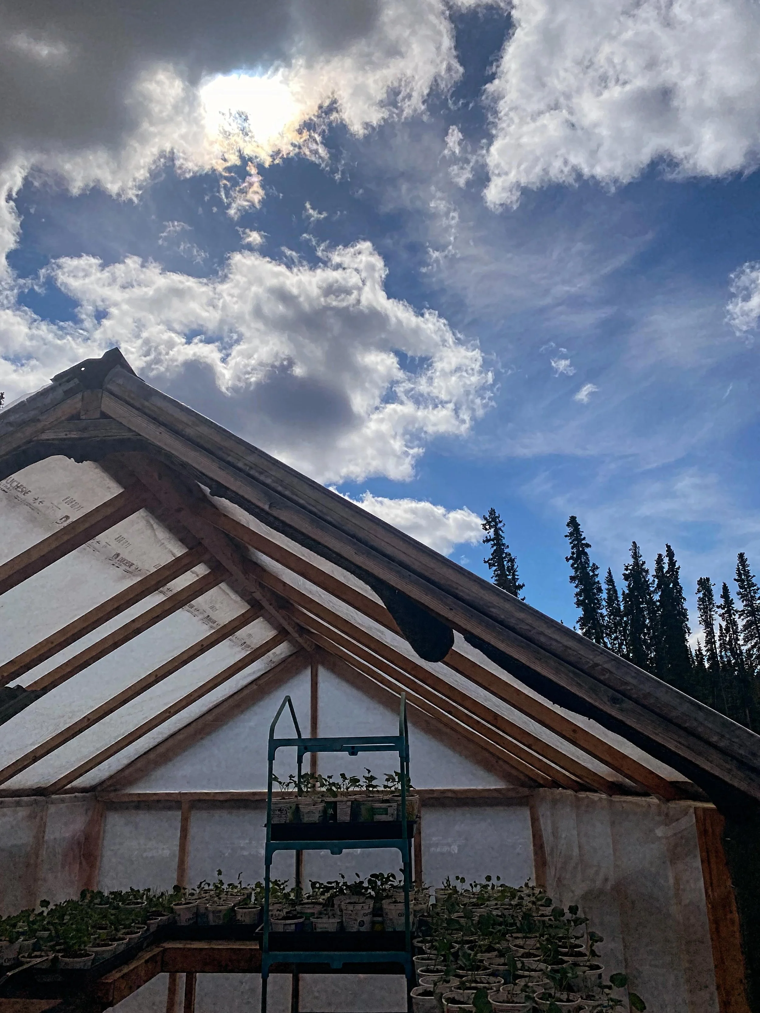 Taking care of seedlings

Moving many outside to the small greenhouse so they acclimatized before moving to the gardens
Potting up a few seedlings
Seeding more!

#sunrootfarm #smallscalefarming #seedling #springtime #yukonfarm