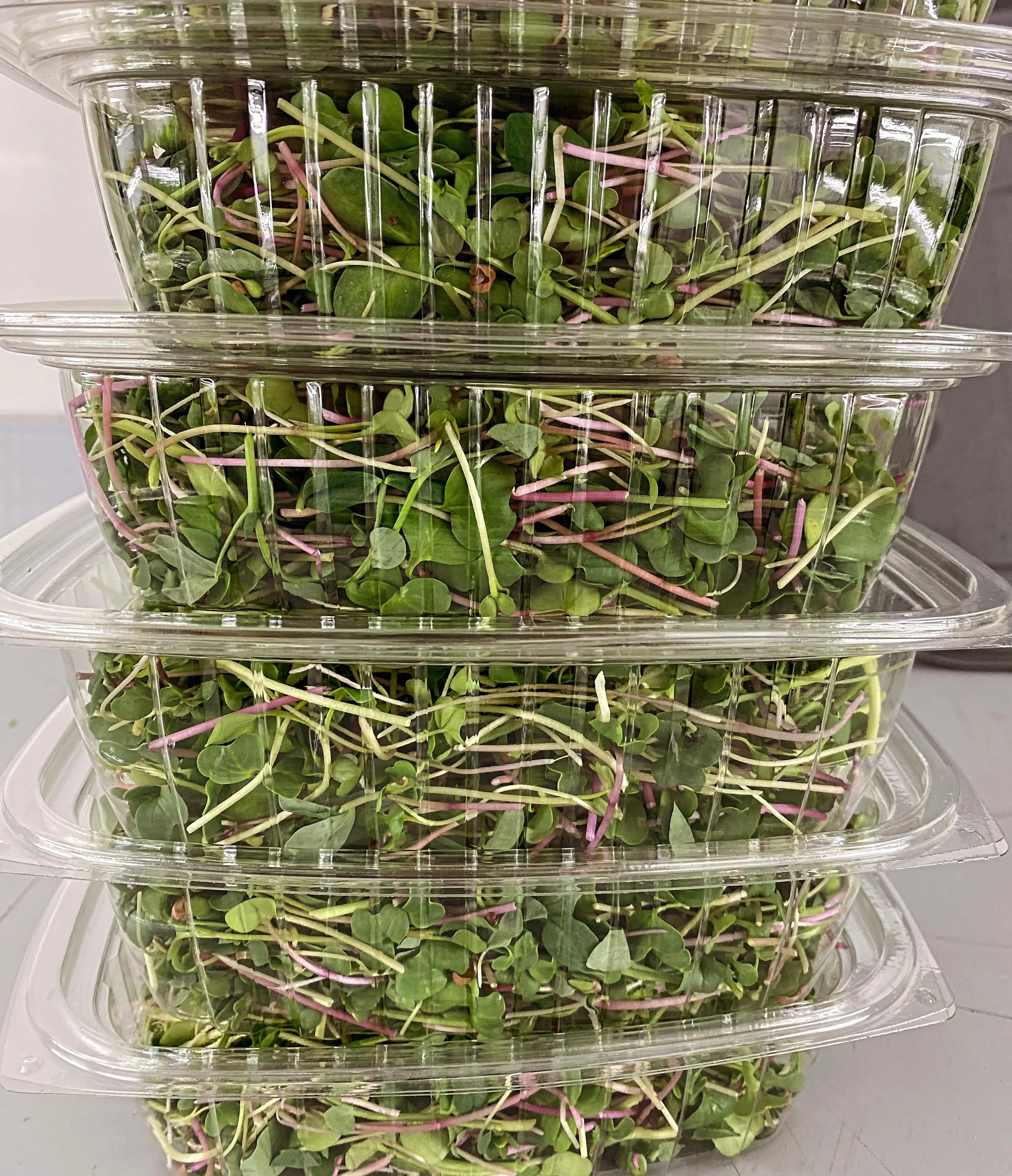 Tiny greens, big benefits 🌱💚
Freshly packed microgreens ready to add flavor, crunch, and a nutrient boost to your next meal. Grown at Sunroot Farm and available @riverside_grocery and their caf&eacute; meals by @seeds_yukon. 

#Microgreens #FreshGr