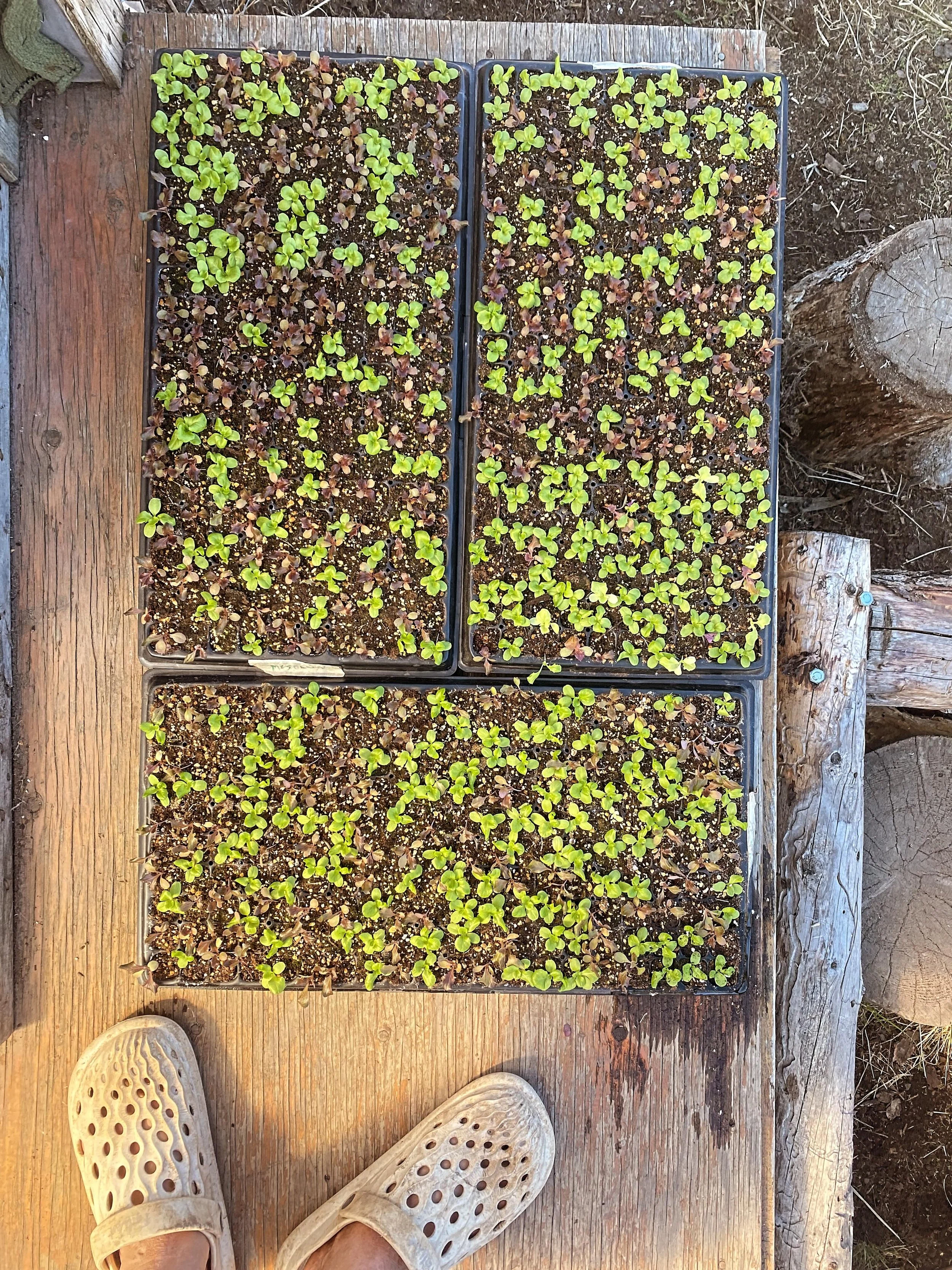 Transplant

Transplant

Transplant

#smallscalefarming #yukonfarm #localfood #csasubscriptions #sunrootfarm