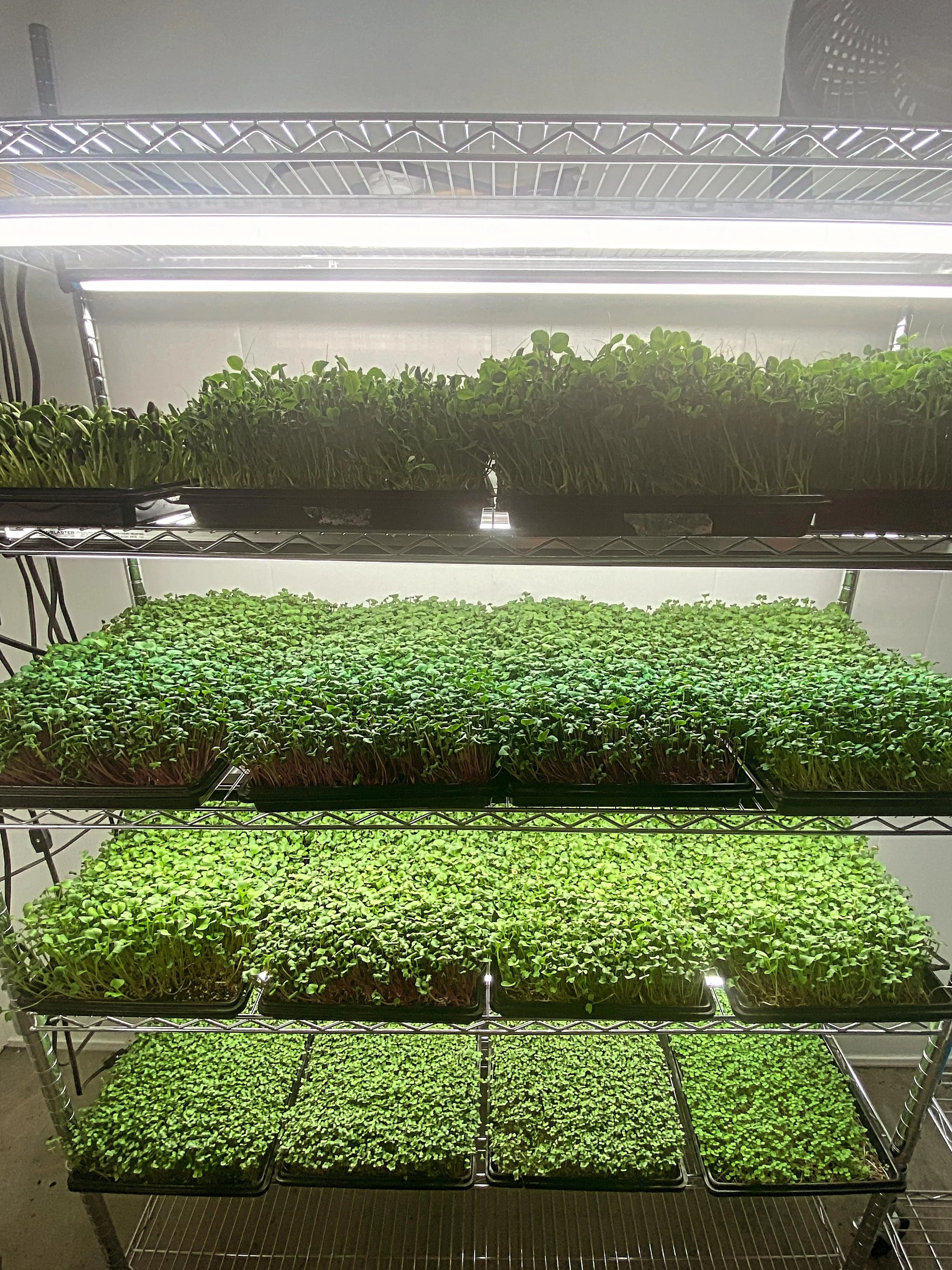 Another beautiful harvest ready to go! 🌿
Our microgreens are grown year-round with attention to quality, freshness, and flavor. Thank you for supporting local agriculture. 💚

Available tomorrow @riverside_grocery 

#sunrootfarm #microgreens #harves