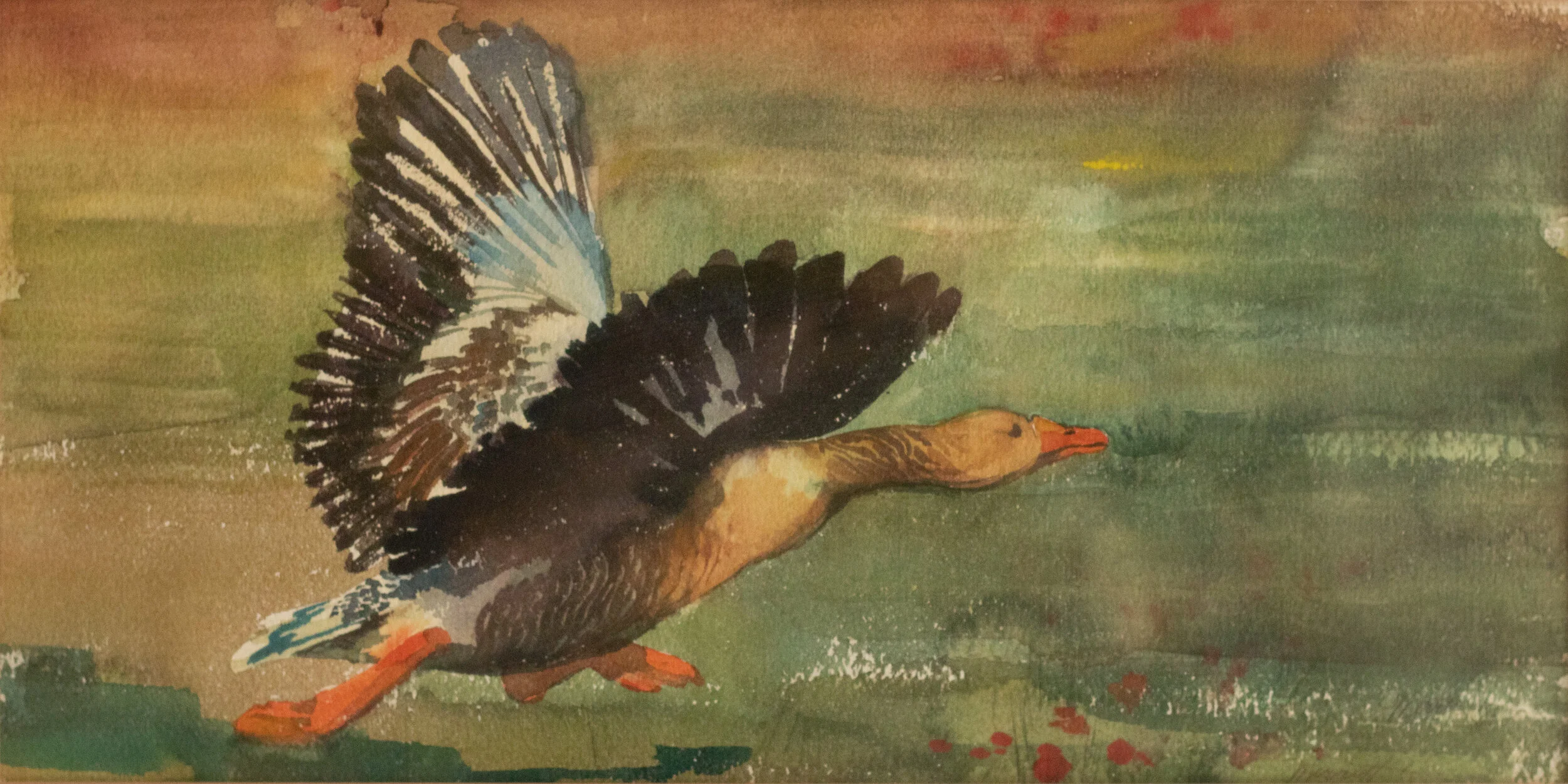 “Taking Flight”  watercolor on Arches  17” x 8.5”
