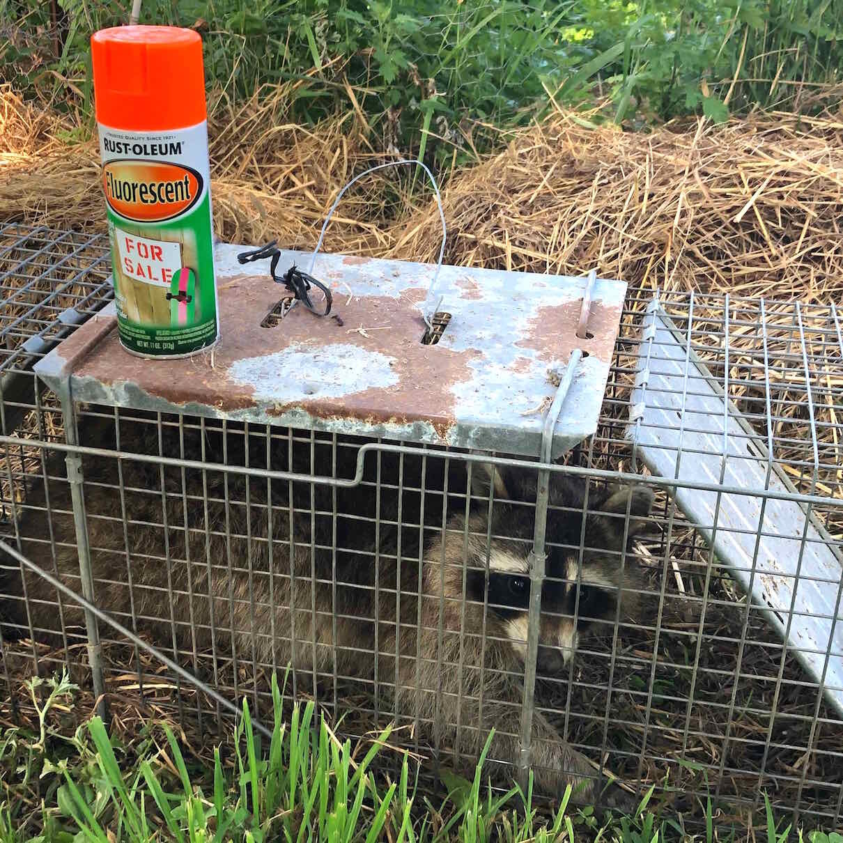 53 ~ Taoist predator control