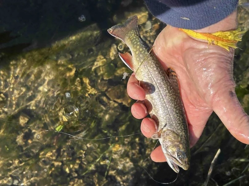 133 ~ Of speckled trout and champagne