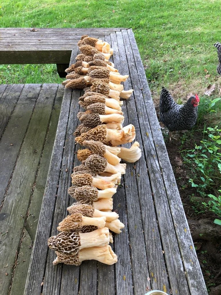 90 Morels report, and Memorial Day — A Bird in the Bush