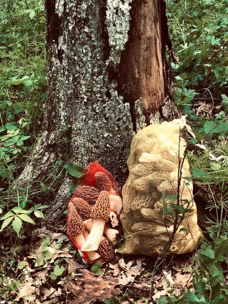 90 Morels report, and Memorial Day — A Bird in the Bush