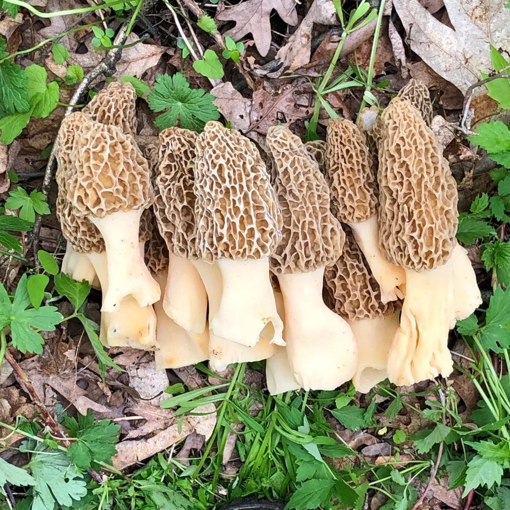 90 Morels report, and Memorial Day — A Bird in the Bush